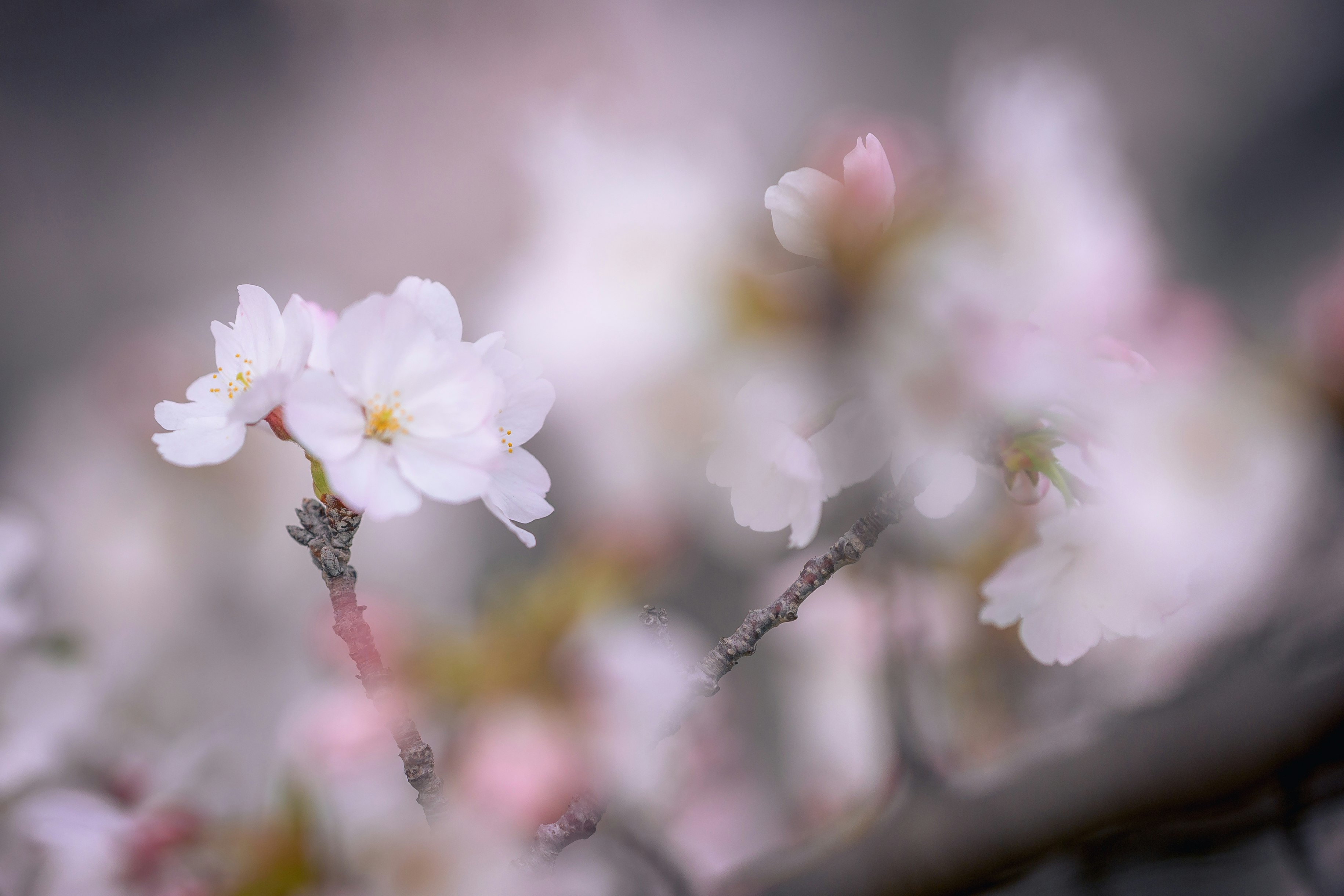 枝先に咲く淡いピンクの桜の花のマクロ画像