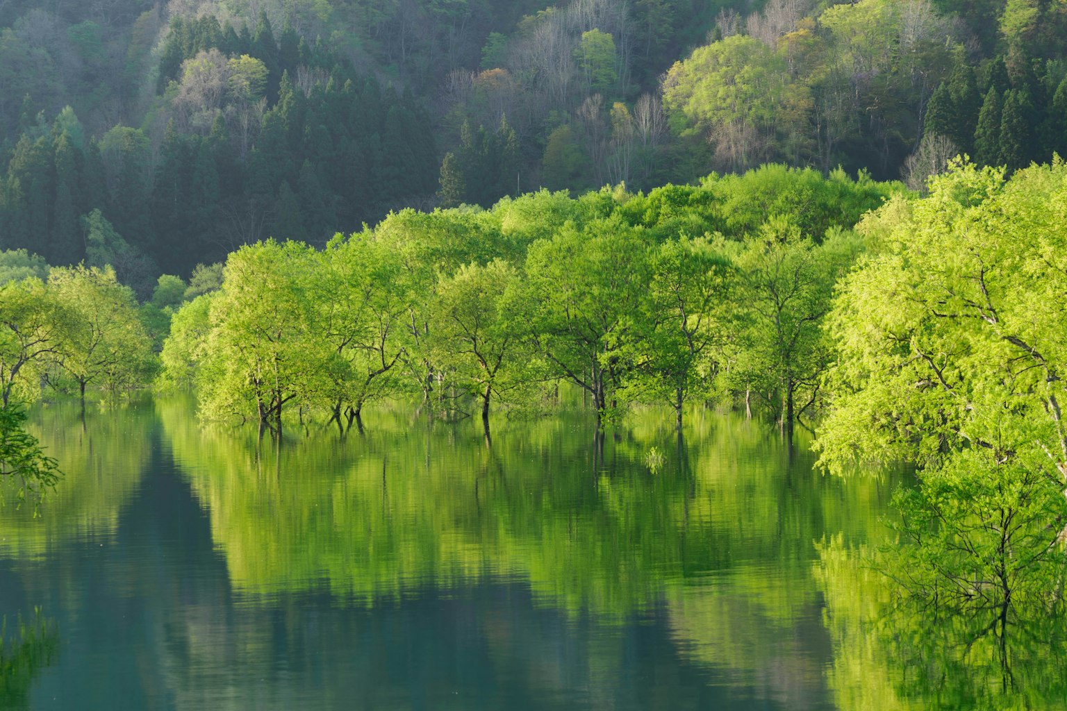 Paisaje de lago sereno con árboles verdes reflejándose en el agua