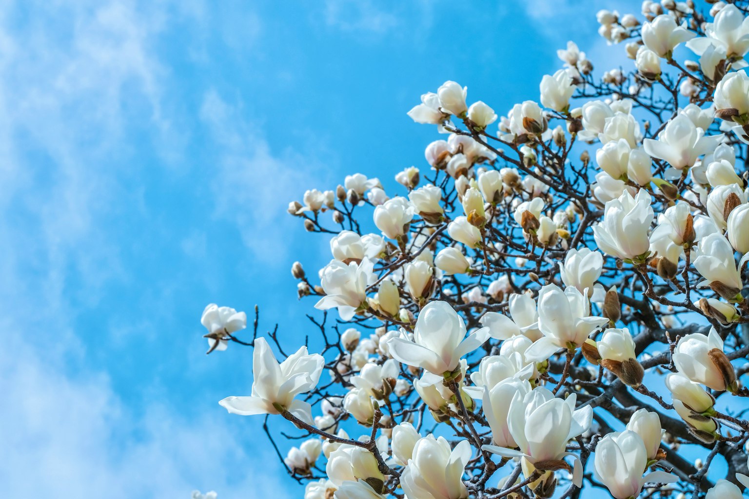 Flores de magnolia floreciendo contra un cielo azul