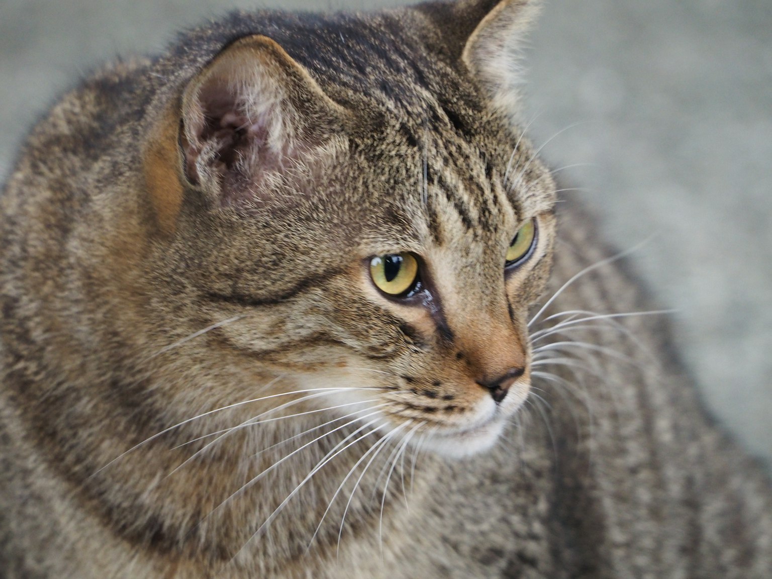Kucing tabby dengan garis coklat dan hitam melihat ke samping