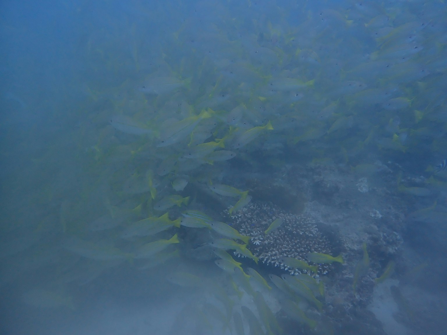 水下場景，黃色魚群與黑暗海底