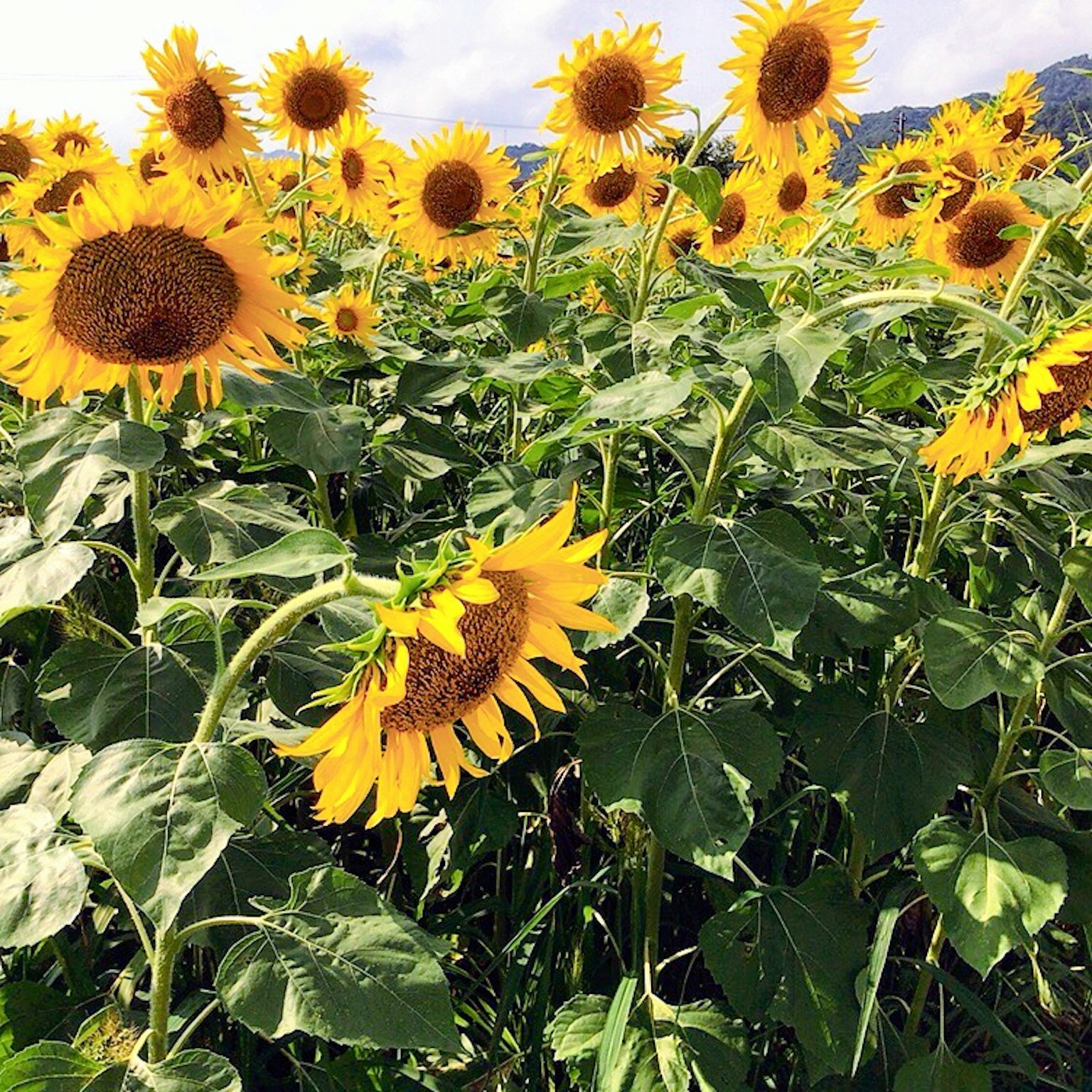 Brillantes girasoles floreciendo en un campo de girasoles