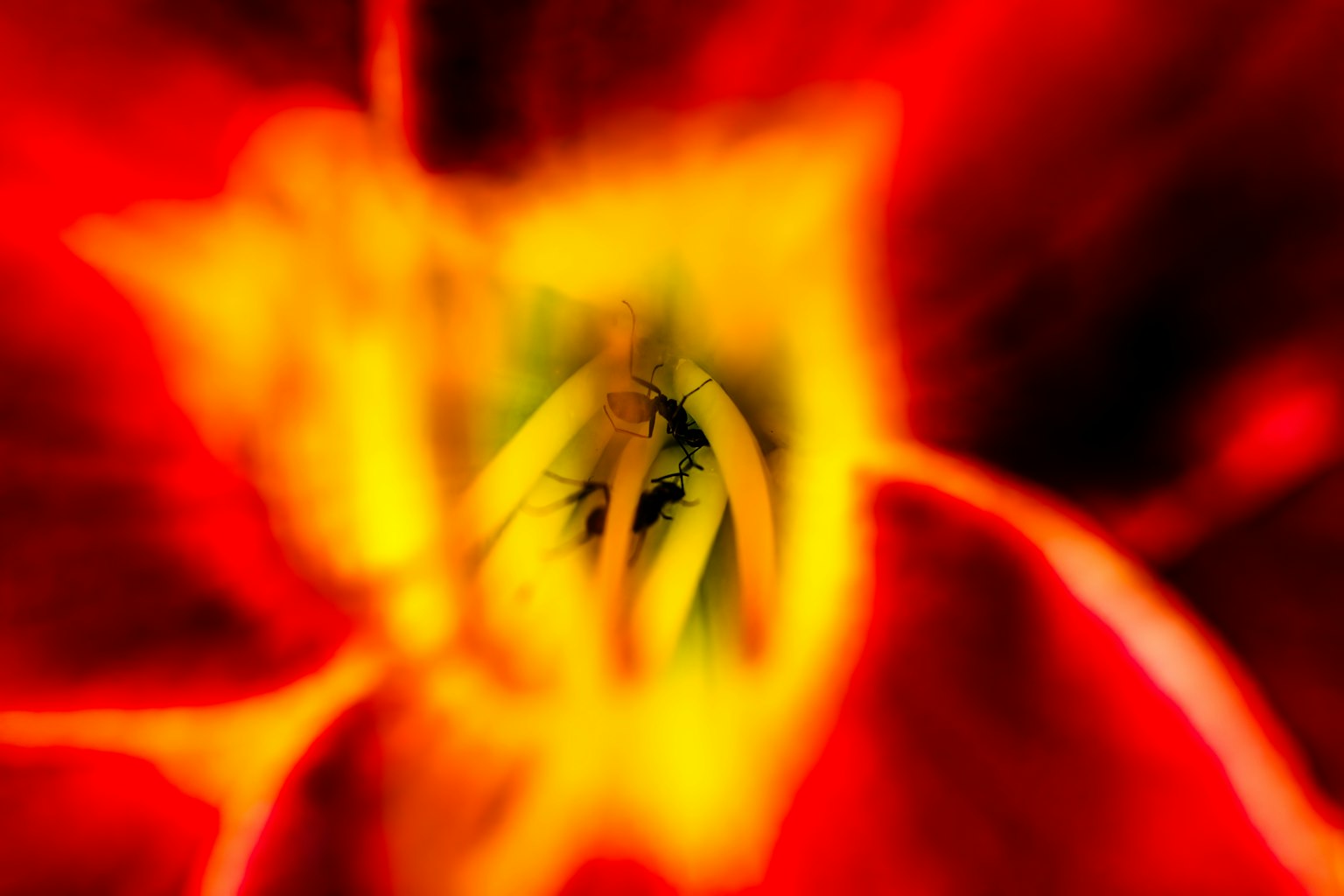 Scatto macro sfocato del centro di un fiore rosso e giallo vivace