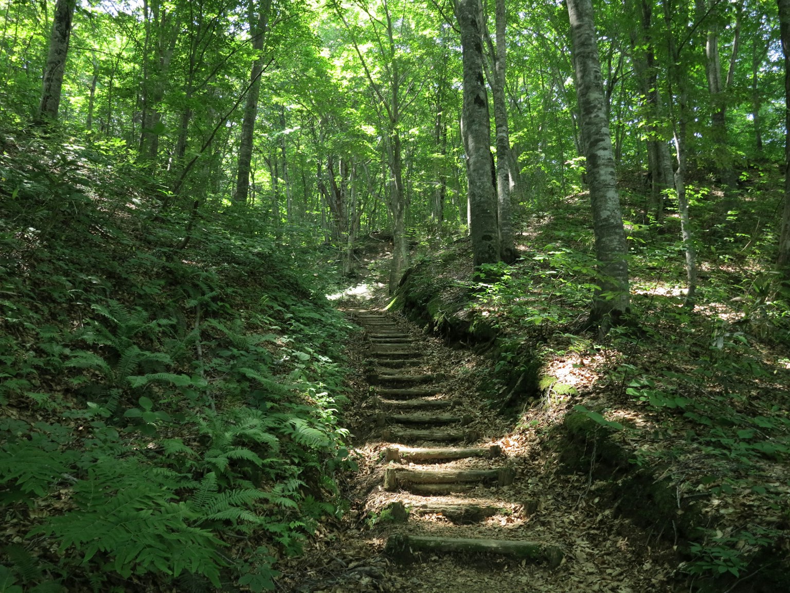 Escaleras de madera que conducen a través de un bosque verde