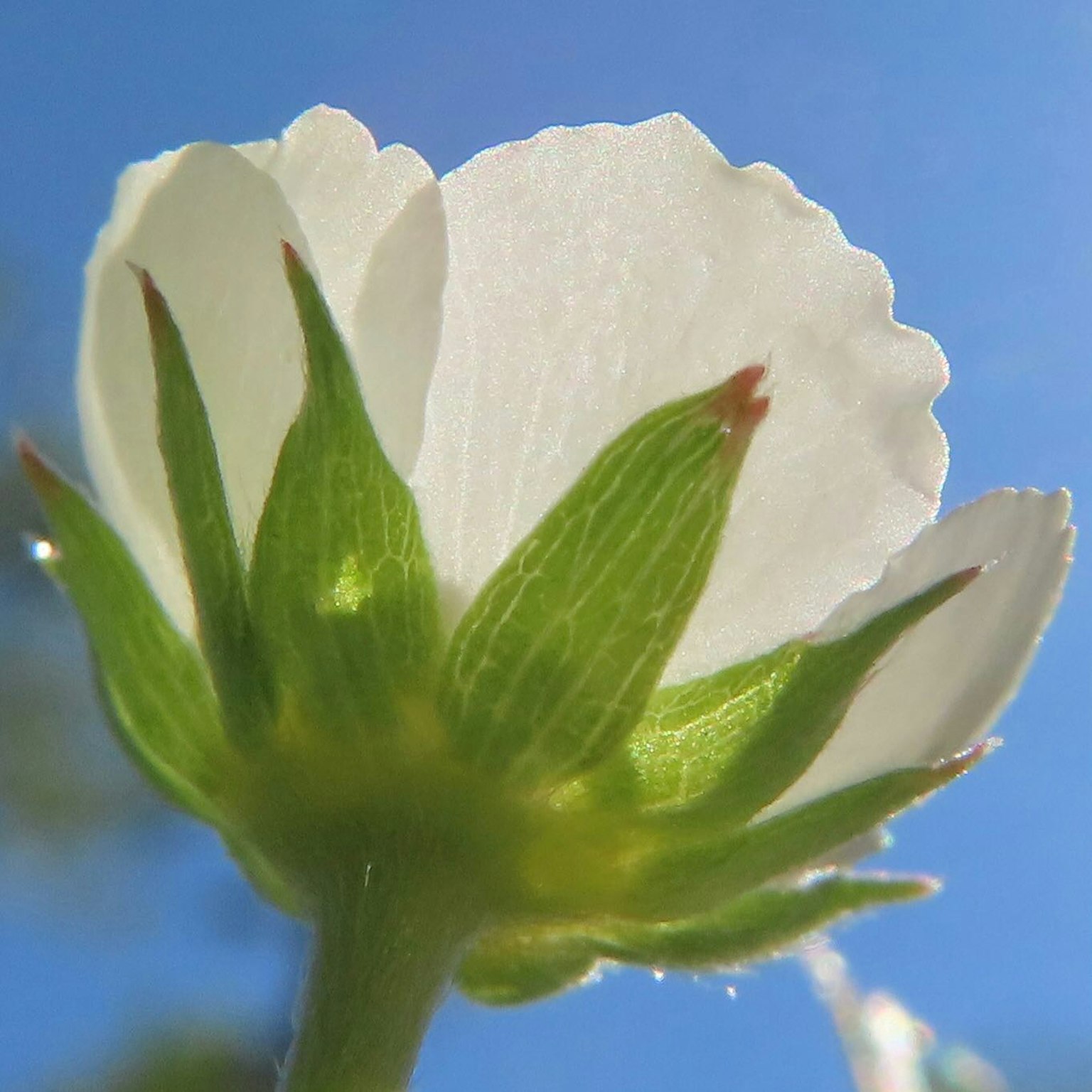 Close-up of a white flower bud against a blue sky