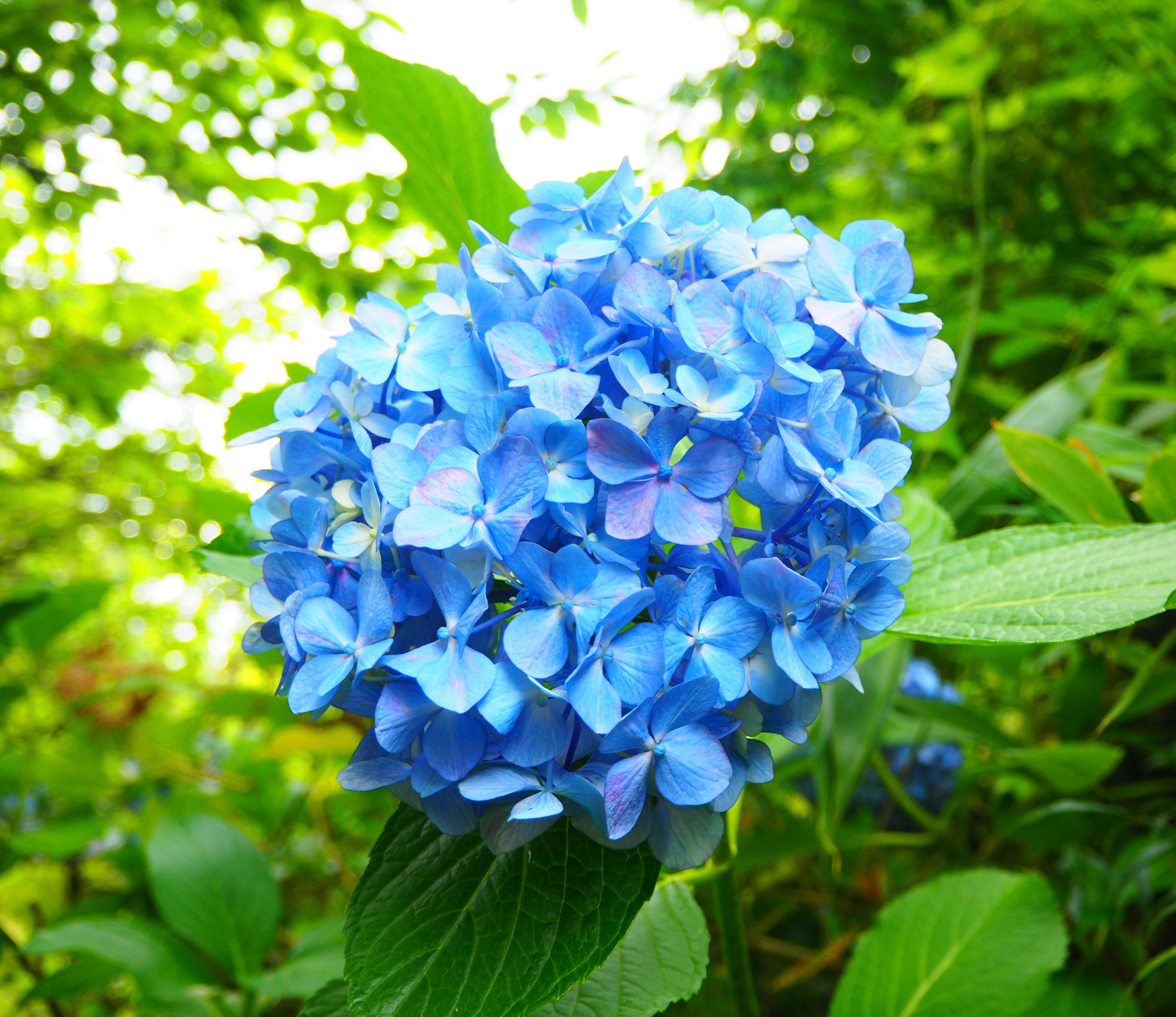 青いアジサイの花と雨上がりの緑の葉