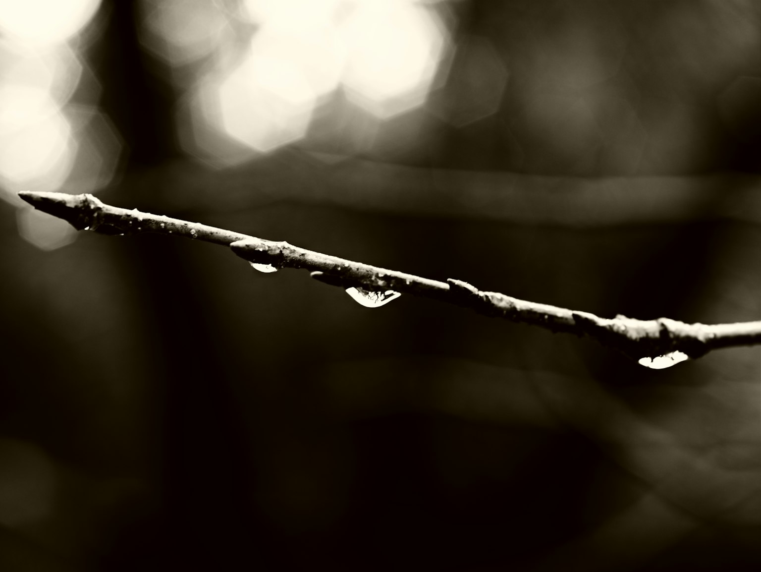 Close-up of a branch with water droplets in monochrome