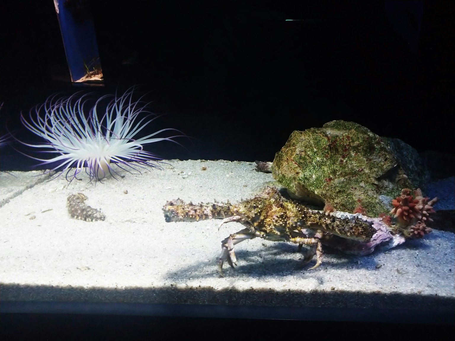 Scena con un granchio e un'anemone di mare in un acquario