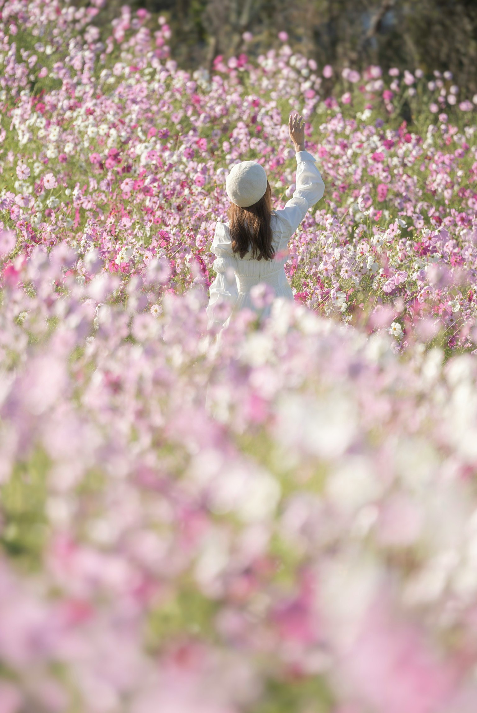 花畑の中で手を挙げる女性の後ろ姿 色とりどりの花が咲いている