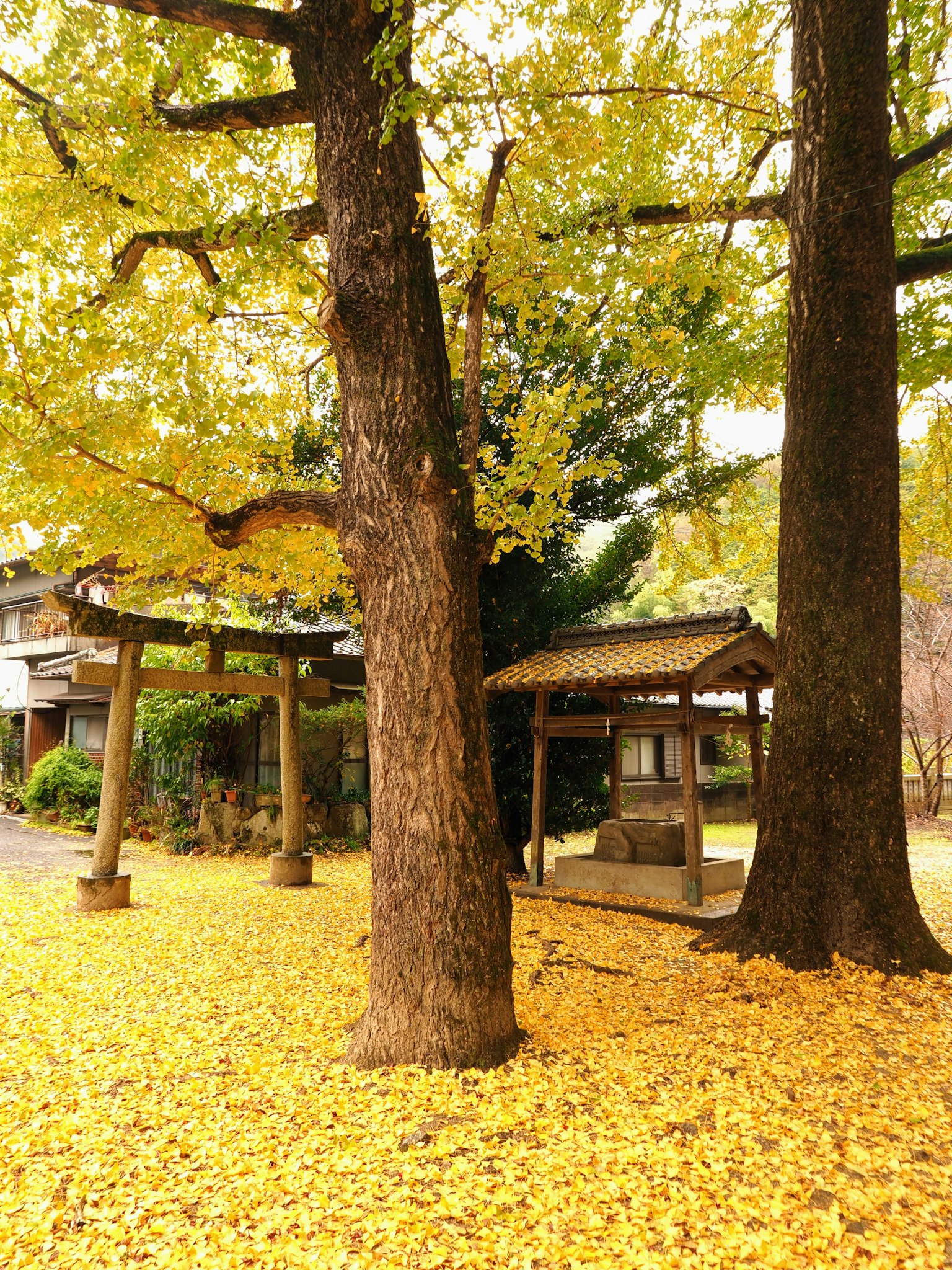 Serene landscape with trees and a torii gate surrounded by yellow ginkgo leaves