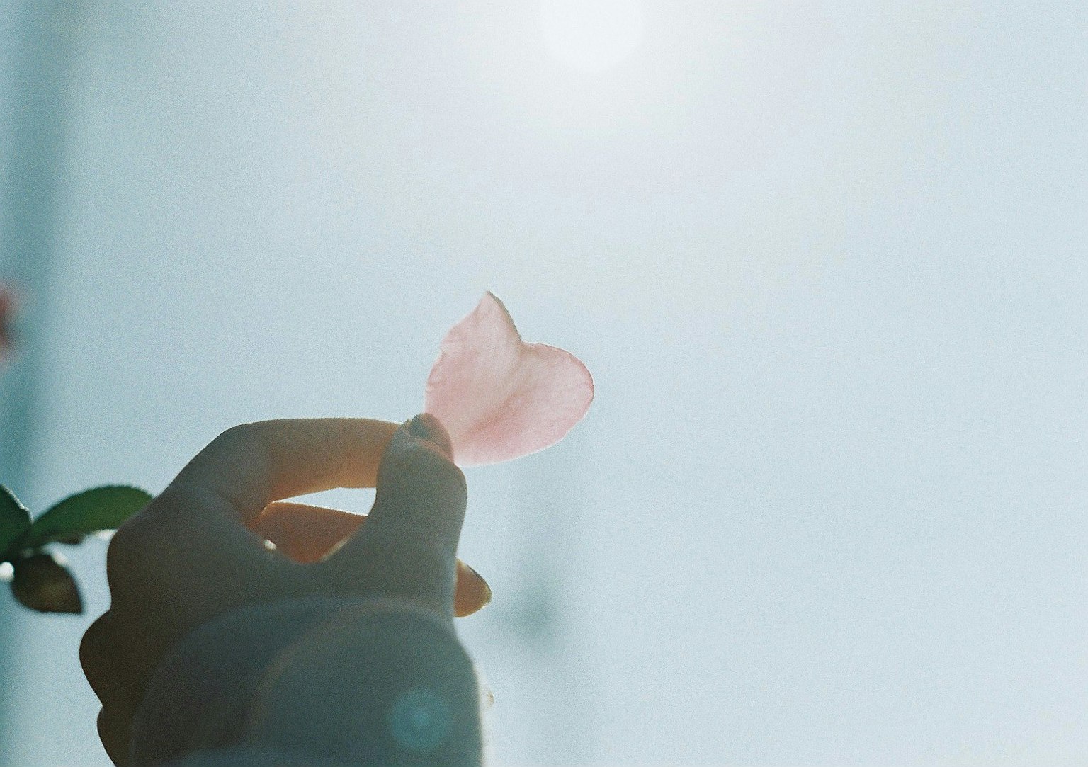Una mano che tiene un petalo a forma di cuore rosa contro un cielo blu