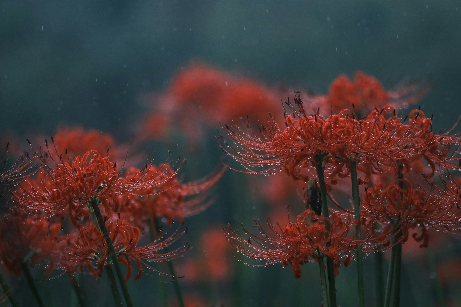Grupo de lirios rojos empapados de lluvia