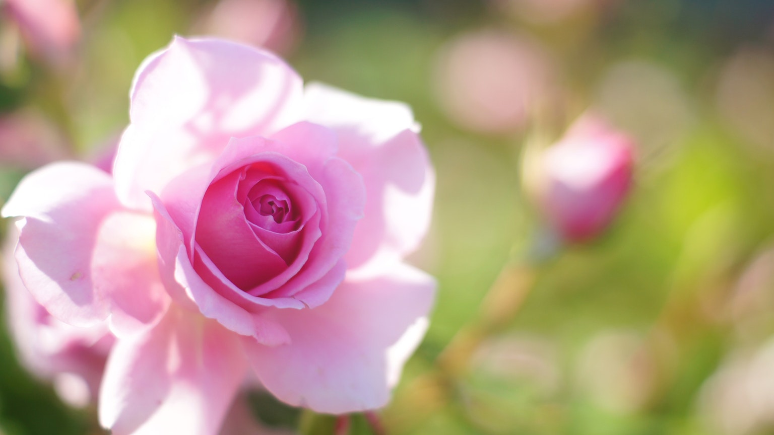 A beautiful pink rose flower blooming in the sunlight