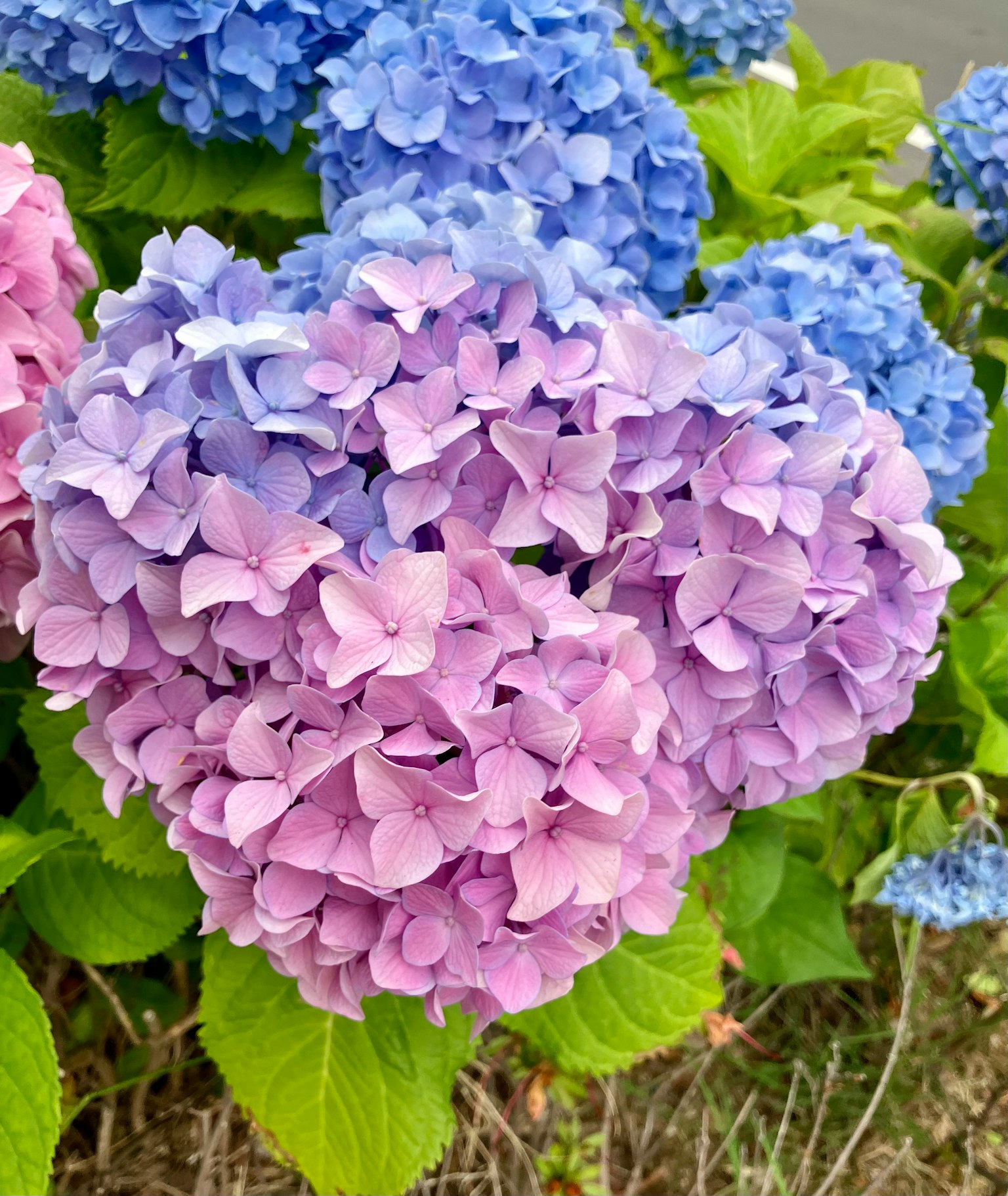 Bunga hydrangea berwarna-warni dalam nuansa pink dan biru
