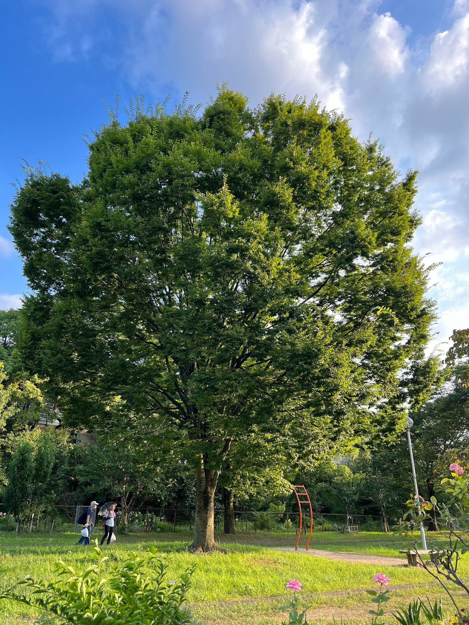 Un grande albero verde in un parco lussureggiante con un'area giochi visibile