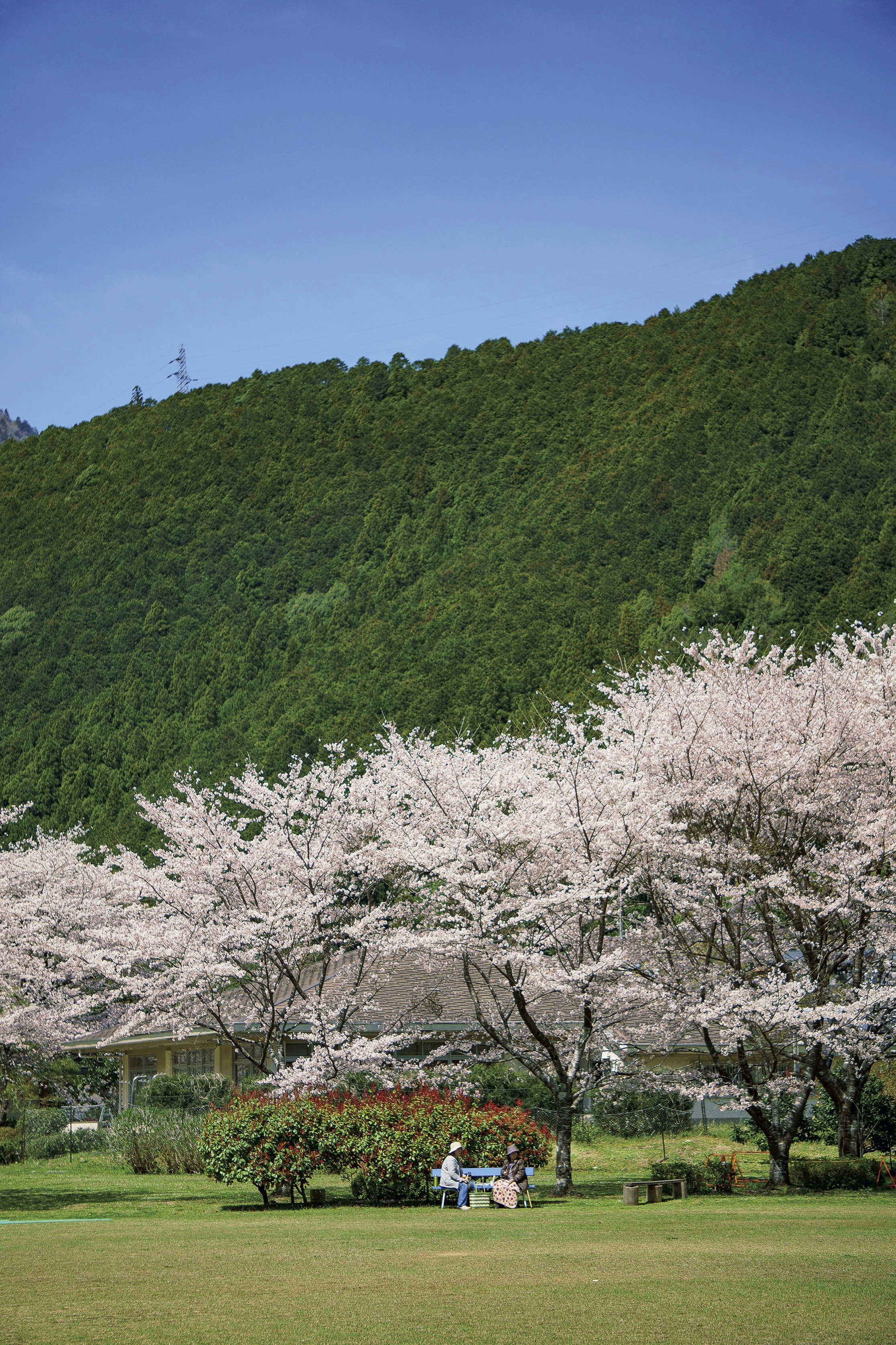 芝生の庭で咲く桜の木と山の緑