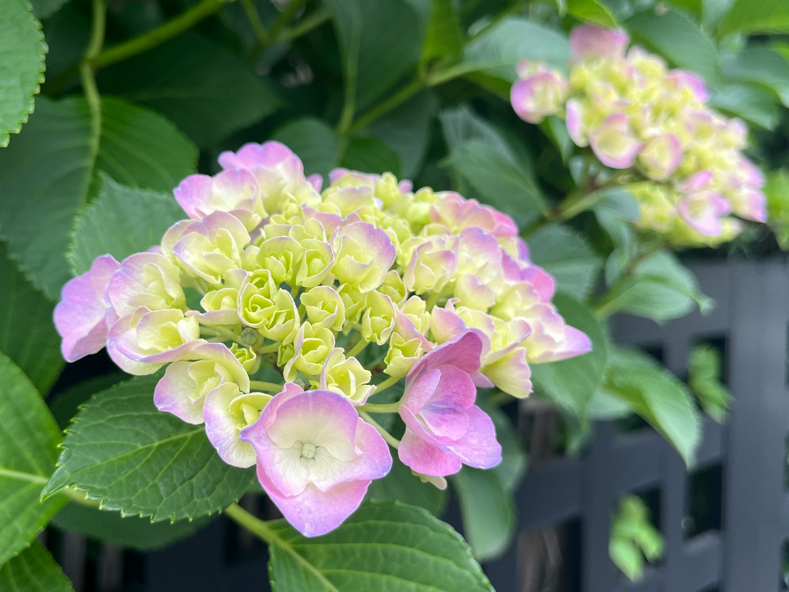 紫色和绿色花朵的绣球花特写