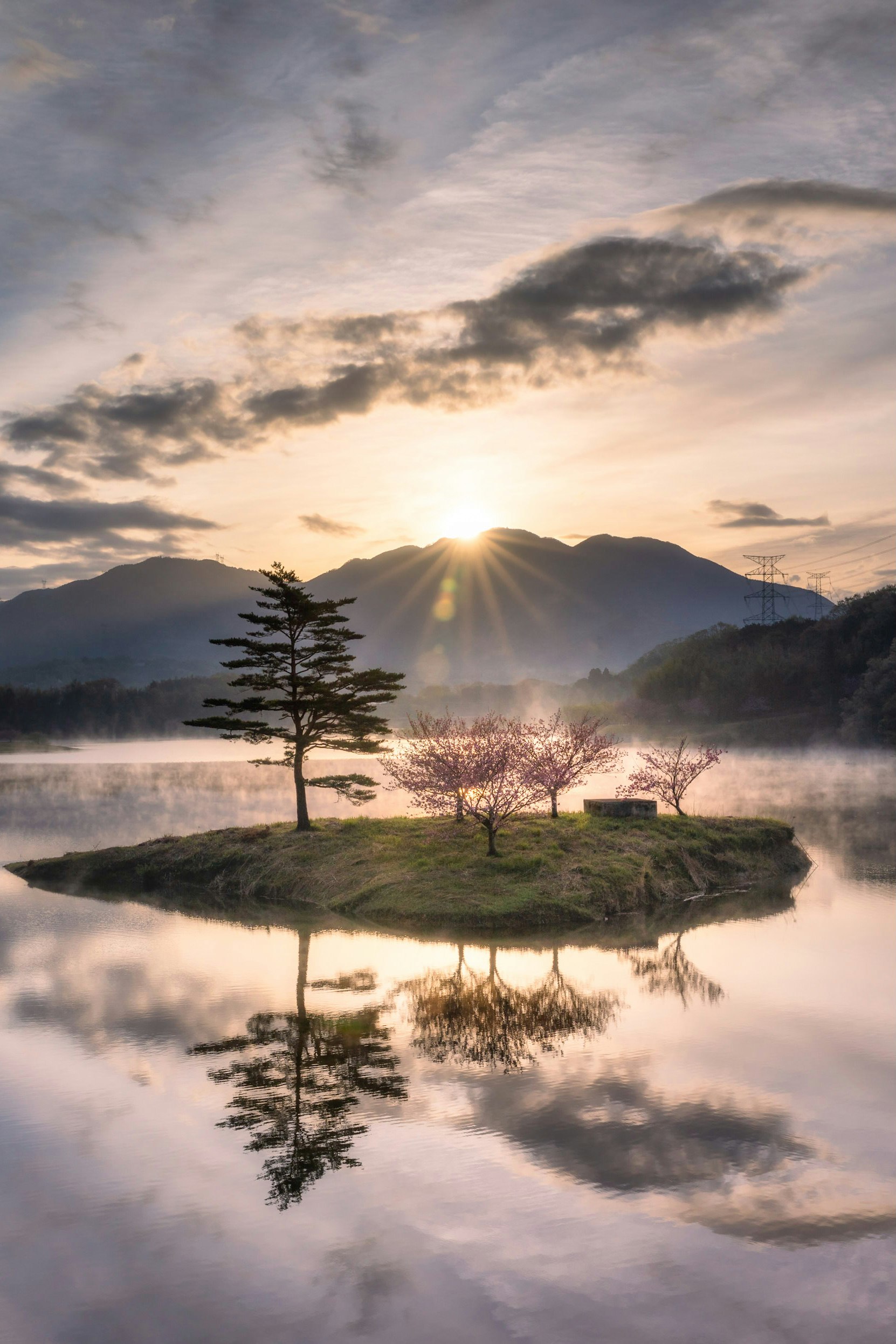 霧の湖畔に立つ一本の木と朝焼けの山並み
