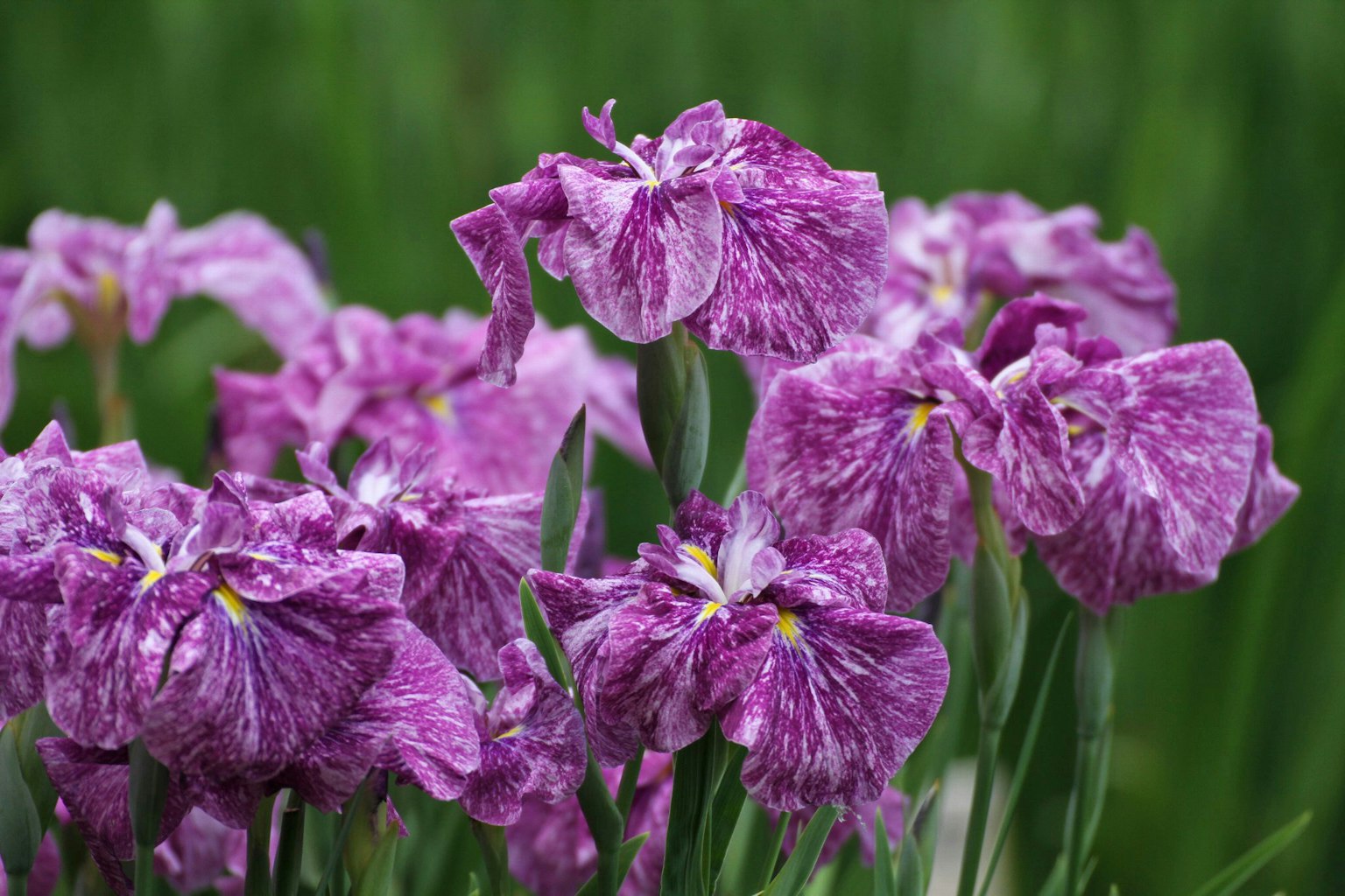 Cluster von lila Schwertlilienblüten in Blüte