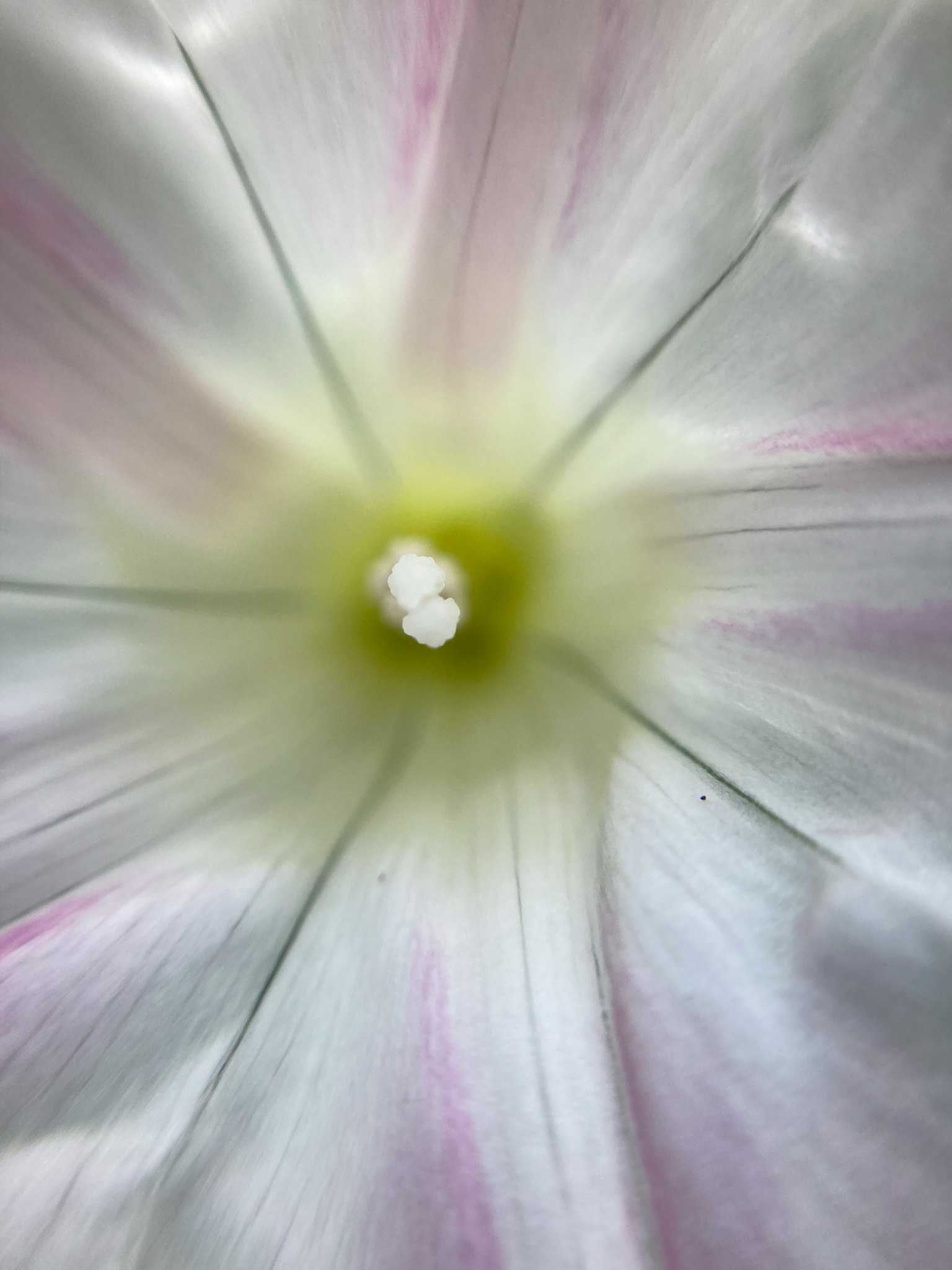 Photo macro du centre d'une fleur blanche et rose