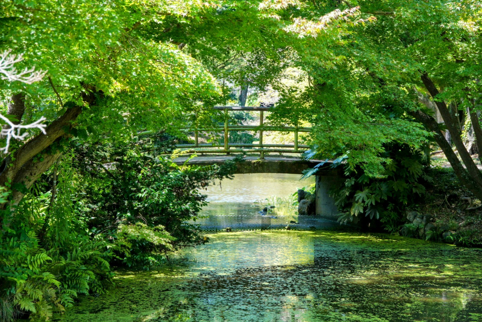 aliran sungai kecil dan jembatan batu di Kyoto Prefectural Botanical Gardens yang dikelilingi pepohonan hijau