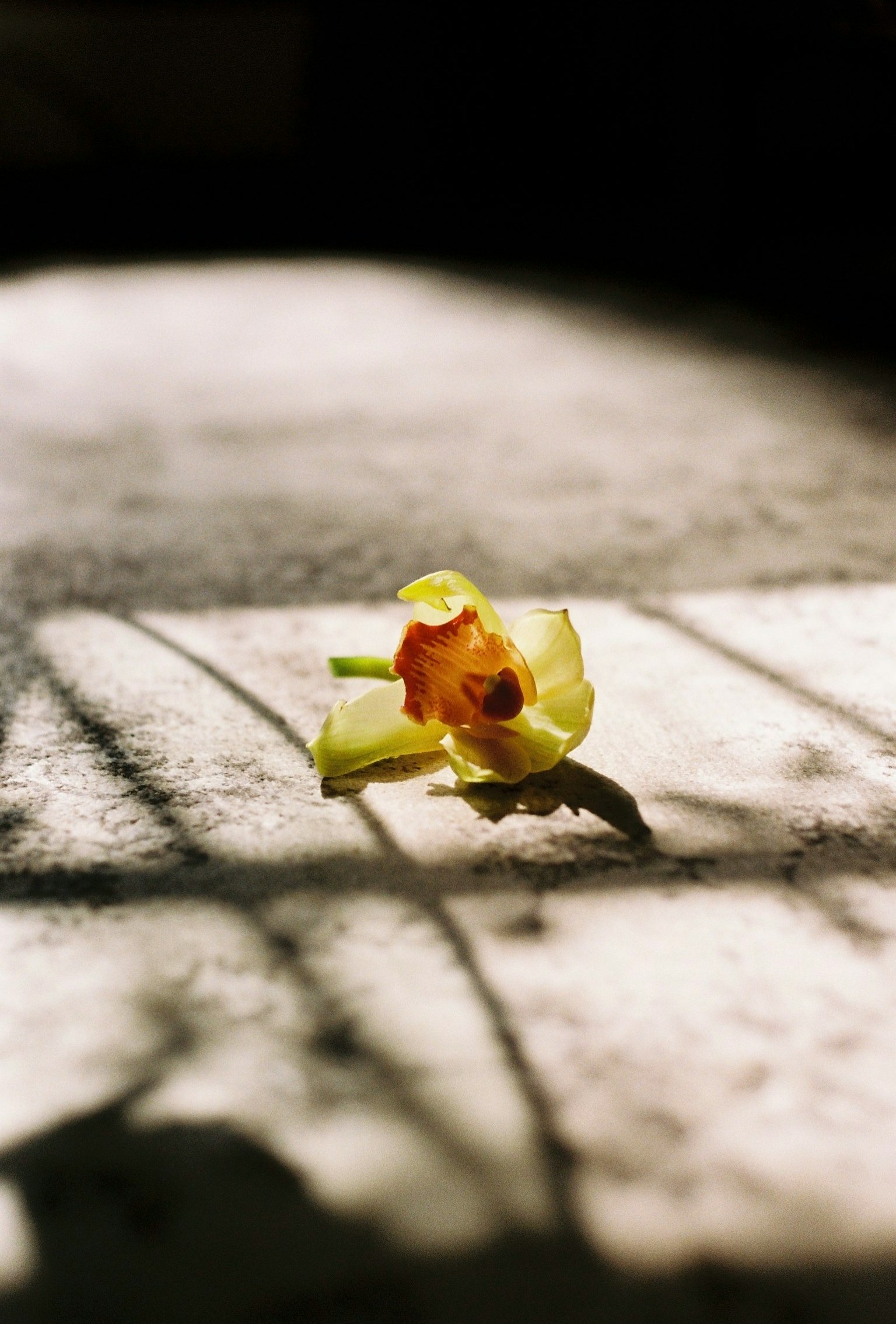 Un fiore giallo giace a terra proiettando ombre