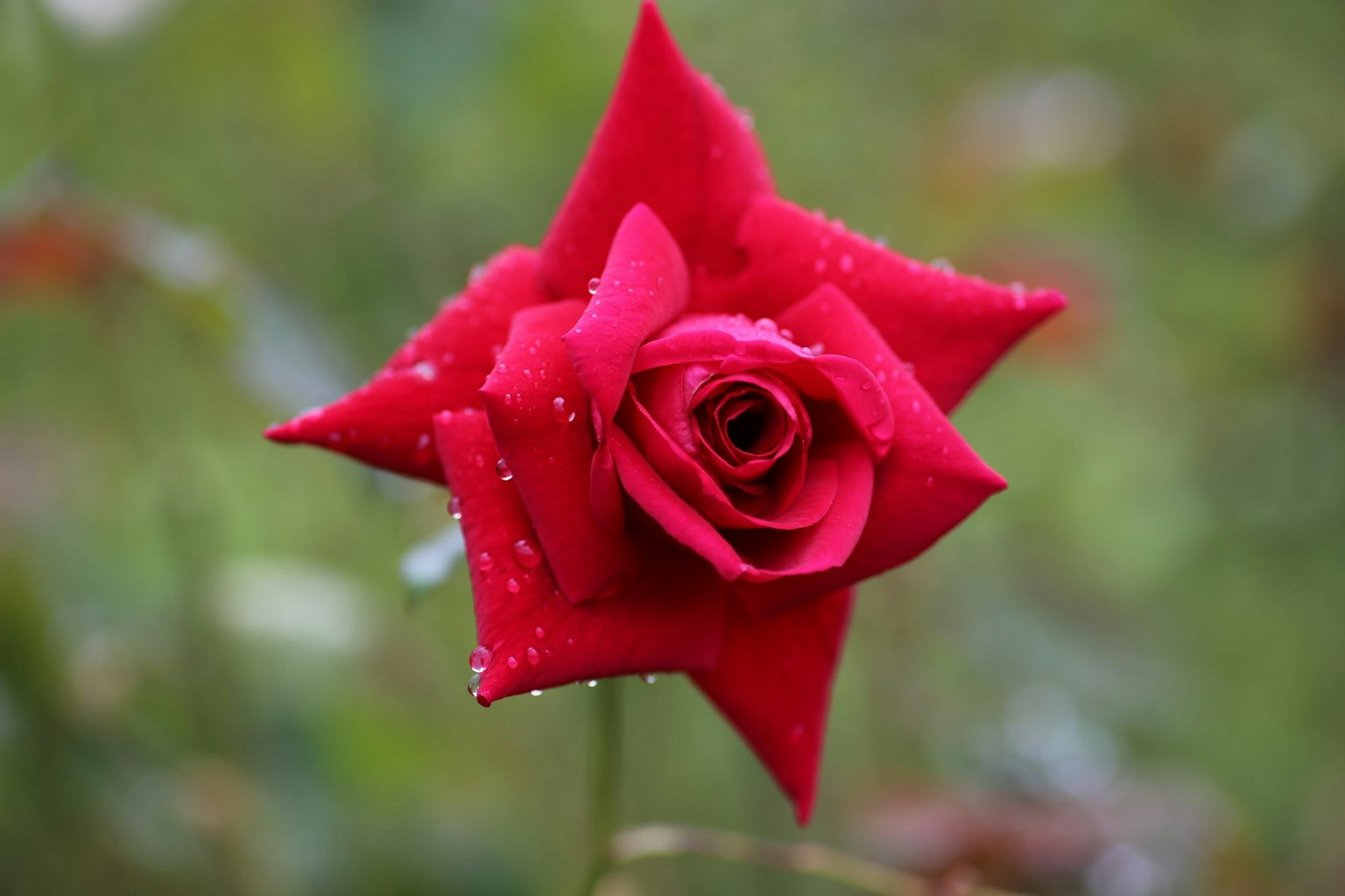 Vibrant red rose with water droplets on petals