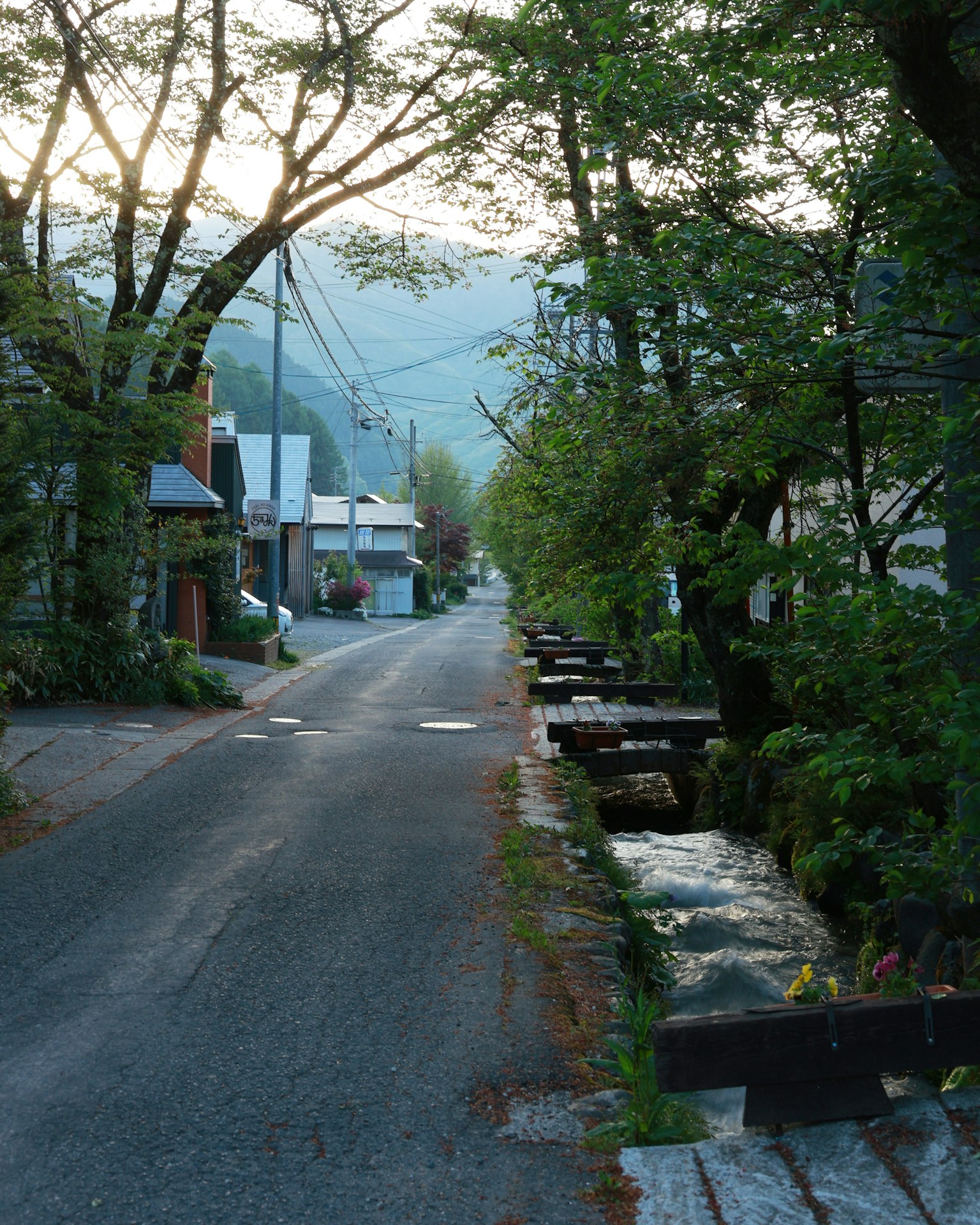 Escena de calle tranquila con árboles frondosos y casas luz suave de la mañana