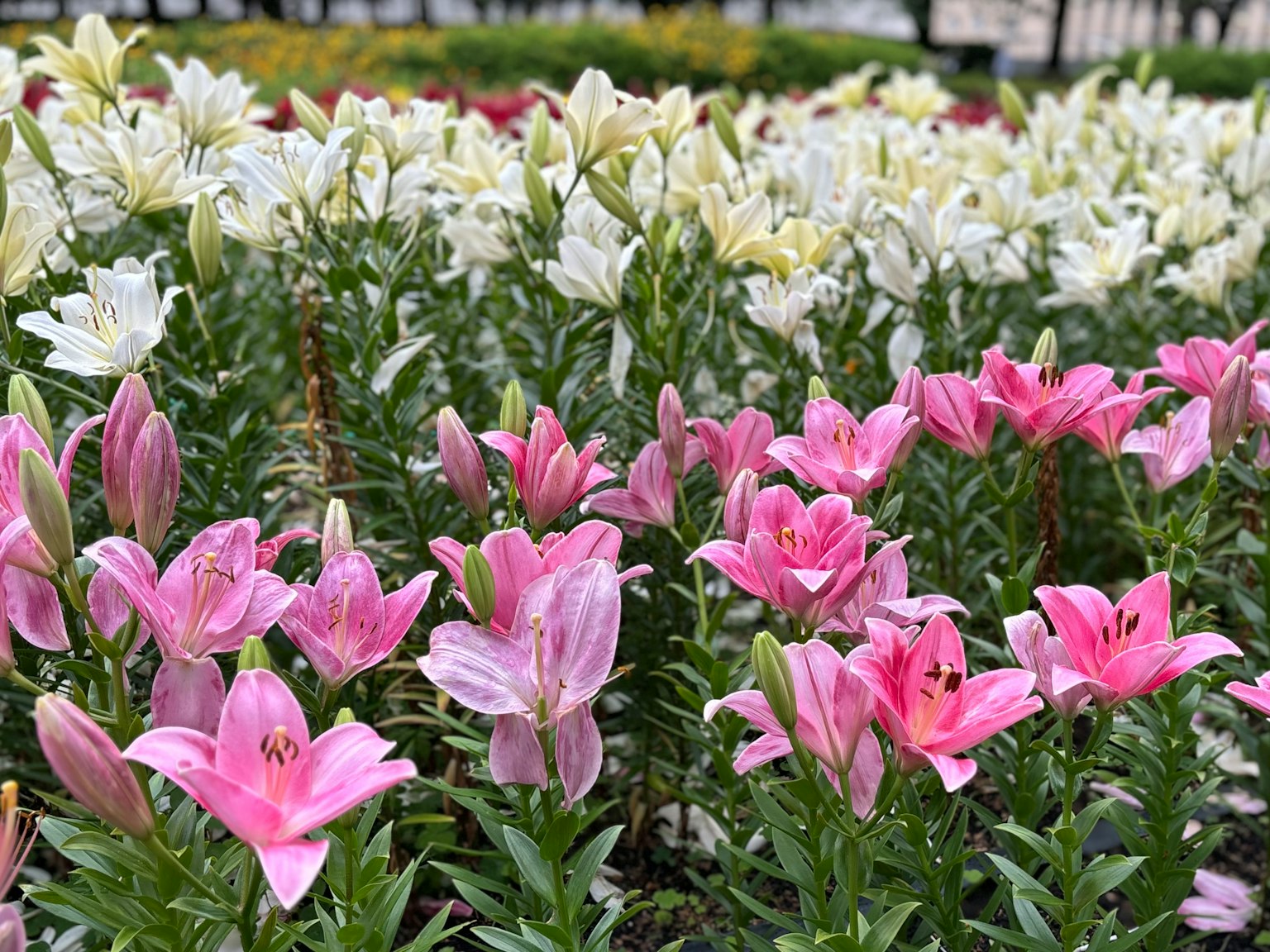 五彩繽紛的百合花在花園中盛開
