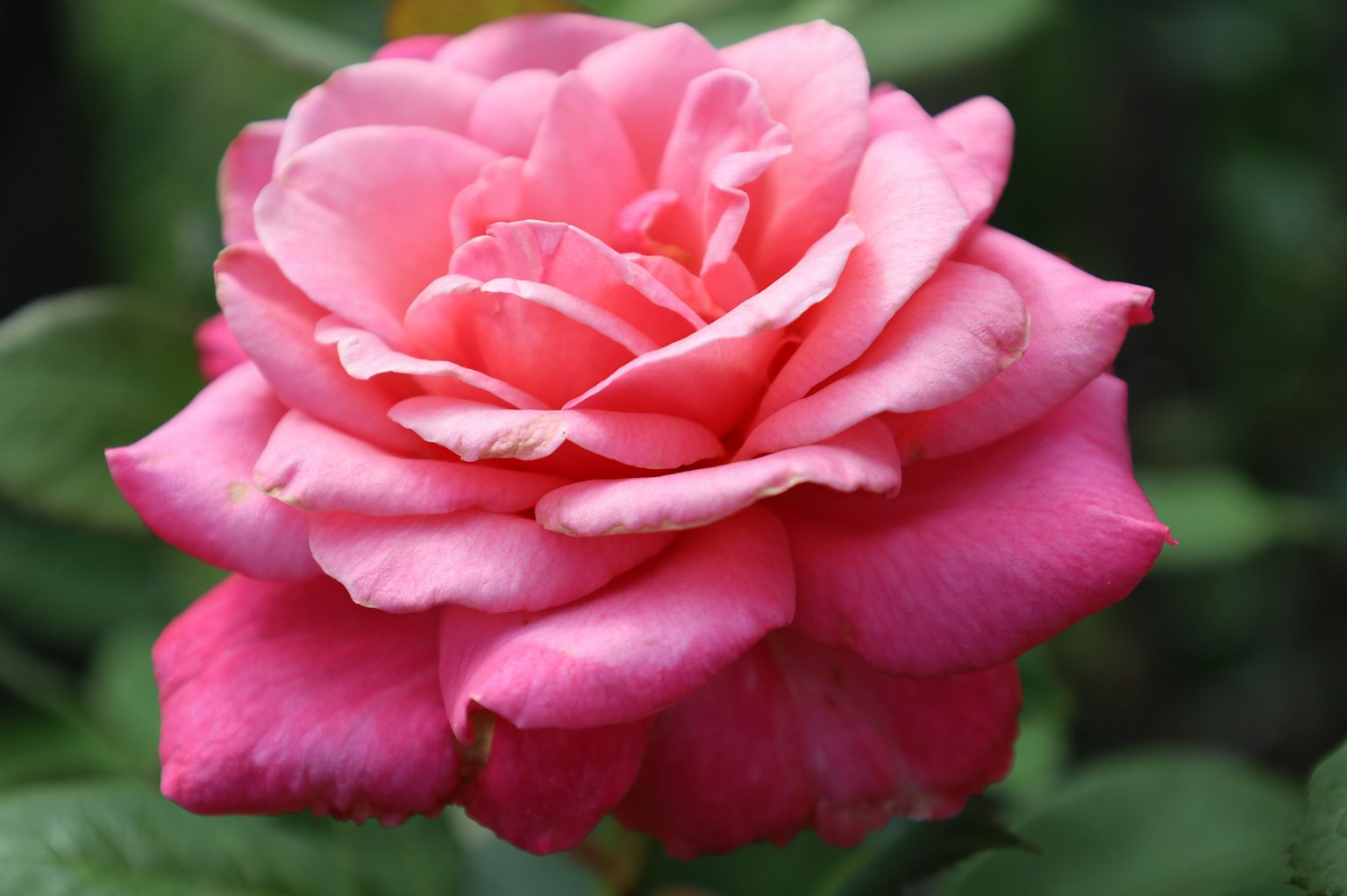 Une rose rose vibrante en pleine floraison