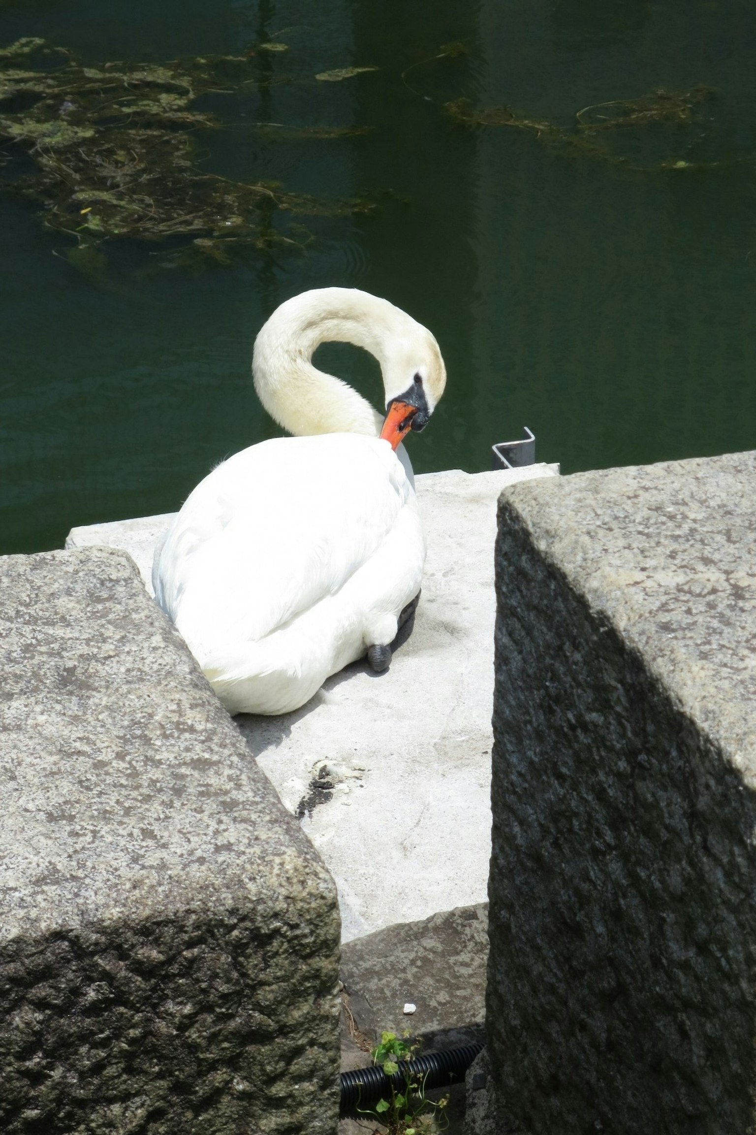Ein Schwan ruht am Wasserufer nahe einer Steinmauer