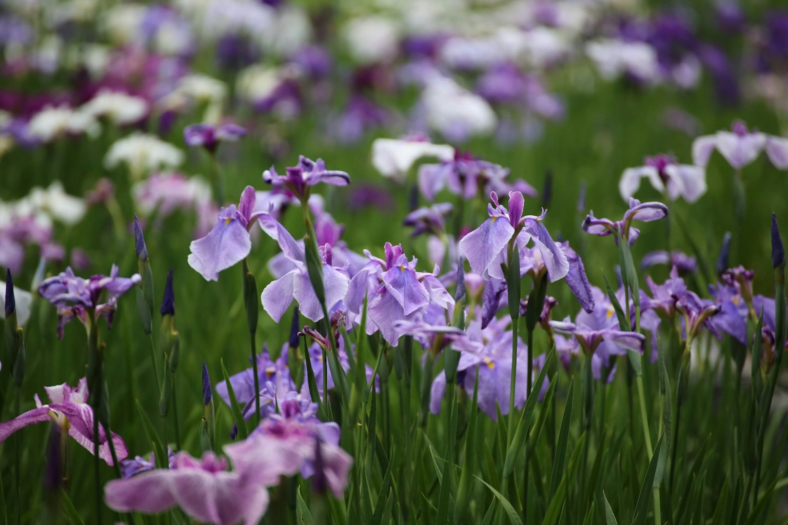 Ein Feld mit blühenden lila Blumen und grünem Gras