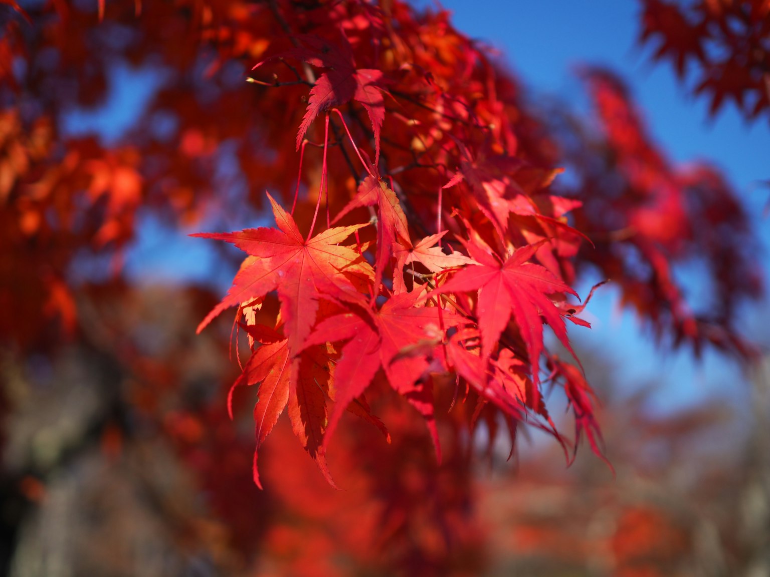 Daun maple merah cerah bersinar di bawah langit biru