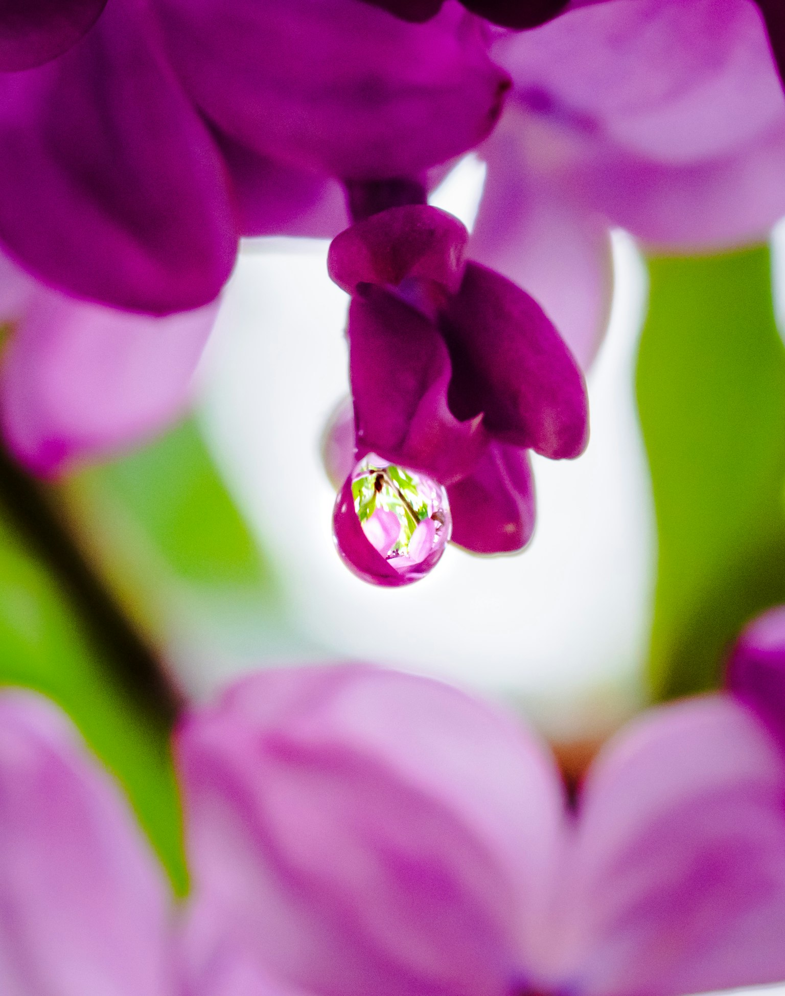 Una goccia d'acqua brilla su un petalo di fiore viola