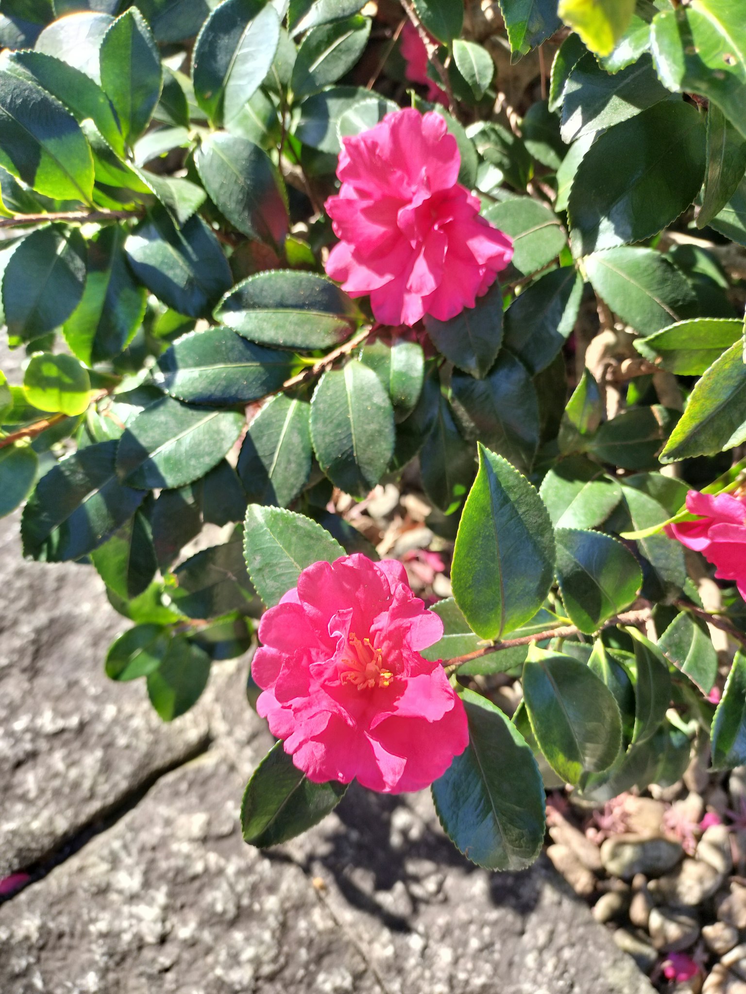 Fleurs roses vives en fleurs sur une plante à feuilles vertes