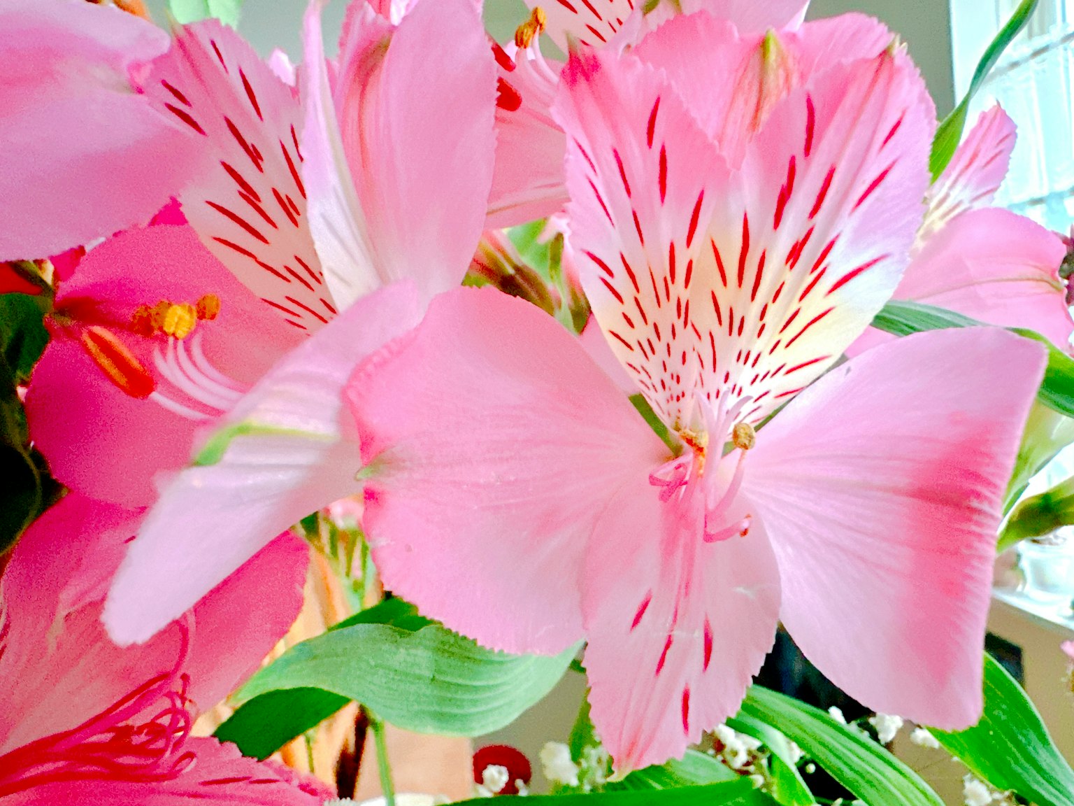 具有獨特粉紅色花瓣的百合花束