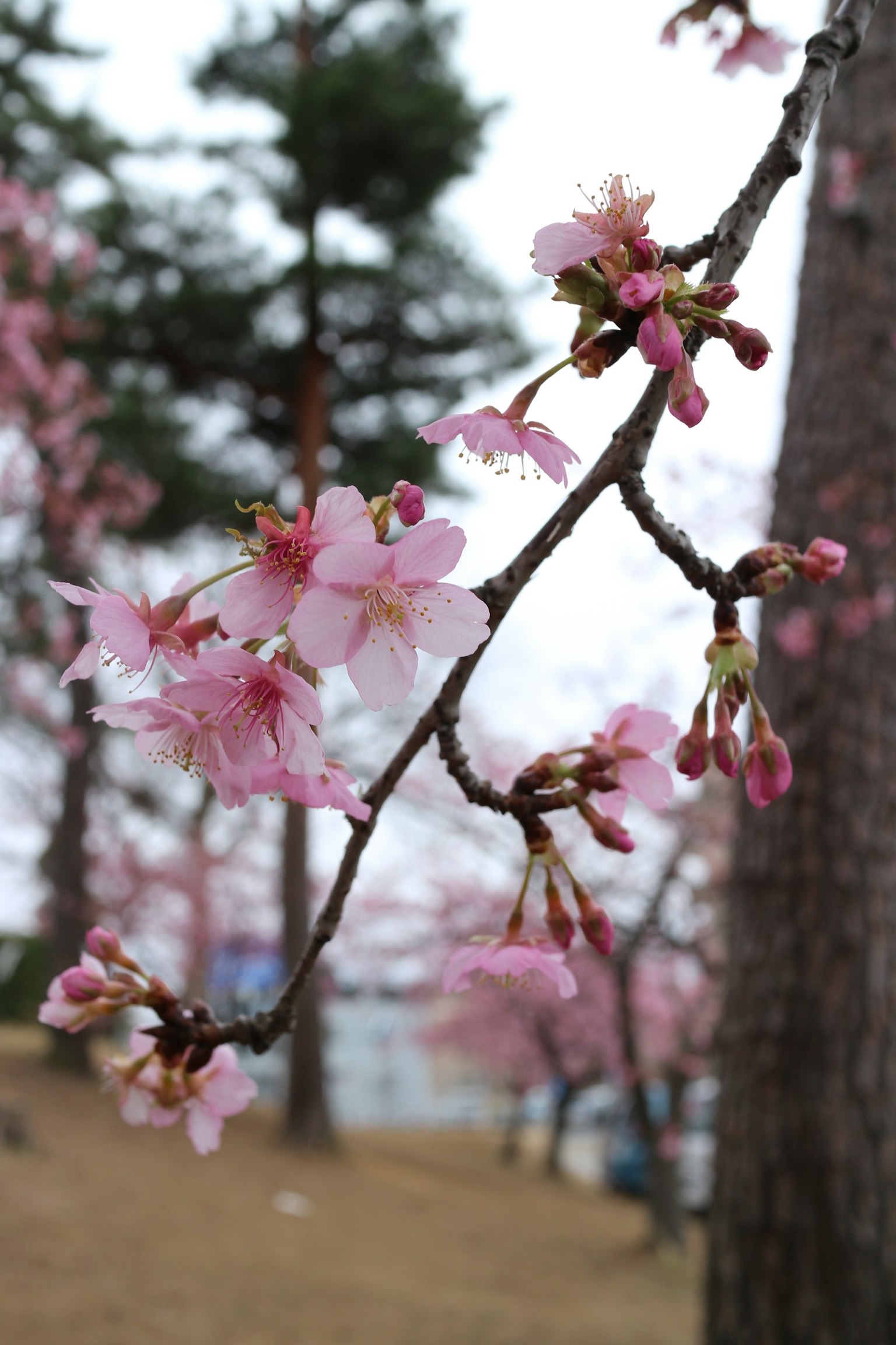 Gros plan sur des branches de cerisier avec des fleurs roses