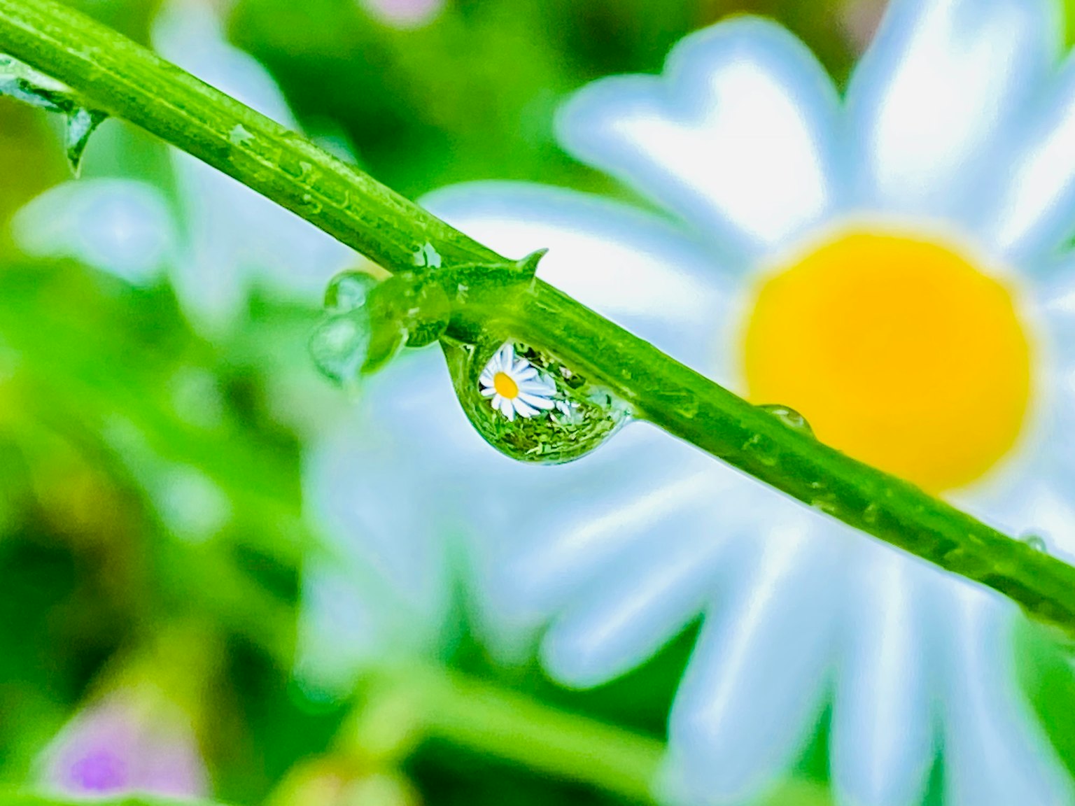 Goccia d'acqua che riflette un fiore di margherita e un gambo verde