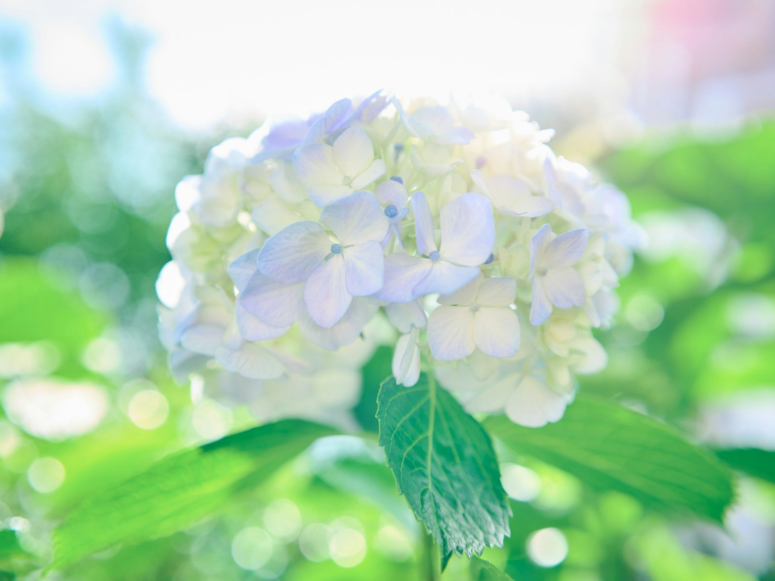 A delicate blue and white hydrangea flower surrounded by green leaves
