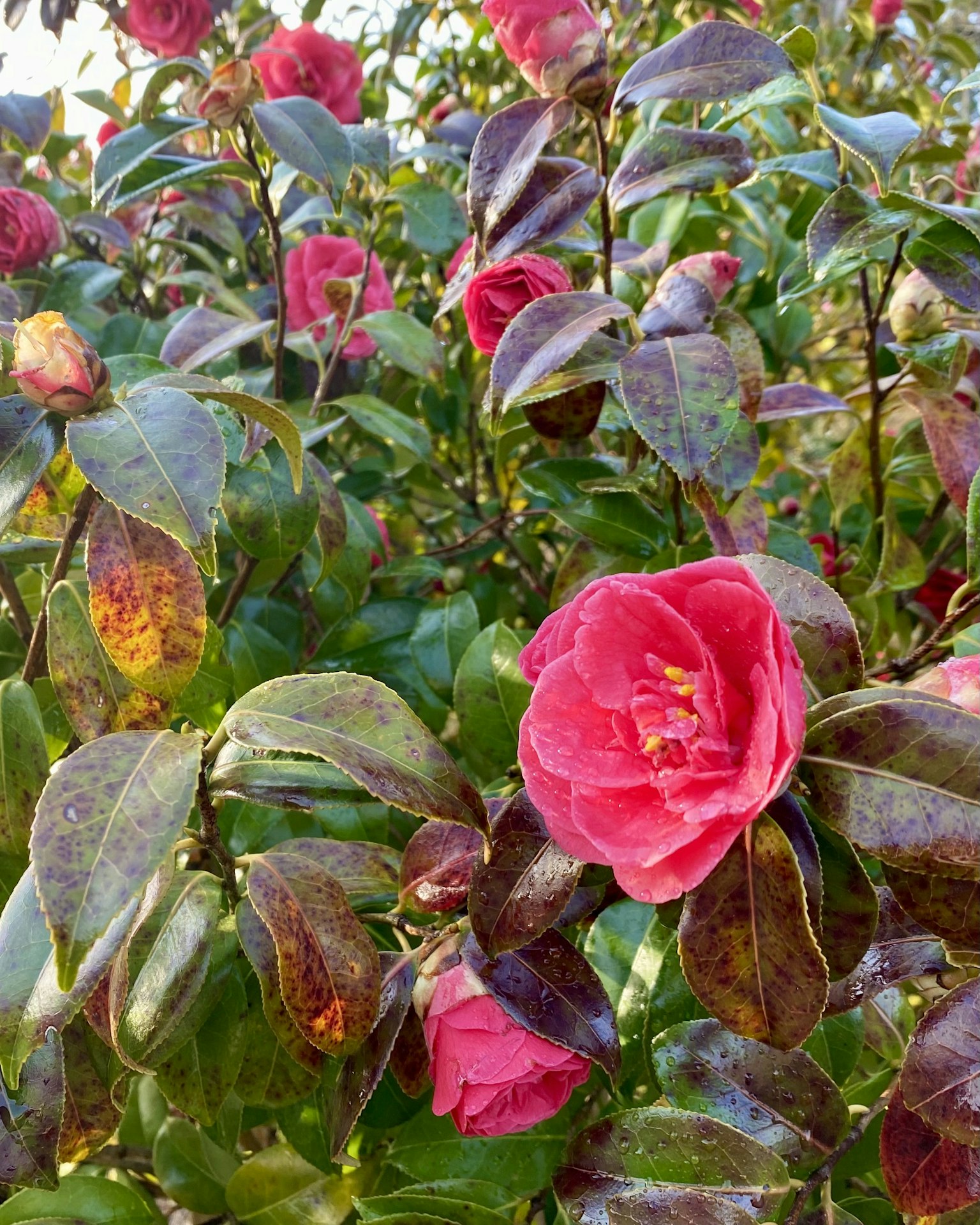 Fleurs roses vives avec des feuilles vertes sur un buisson