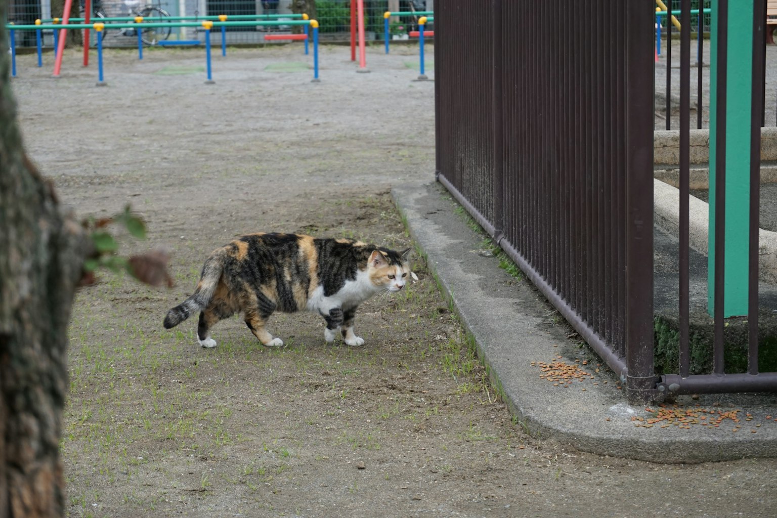 一隻貓在公園的圍欄旁走