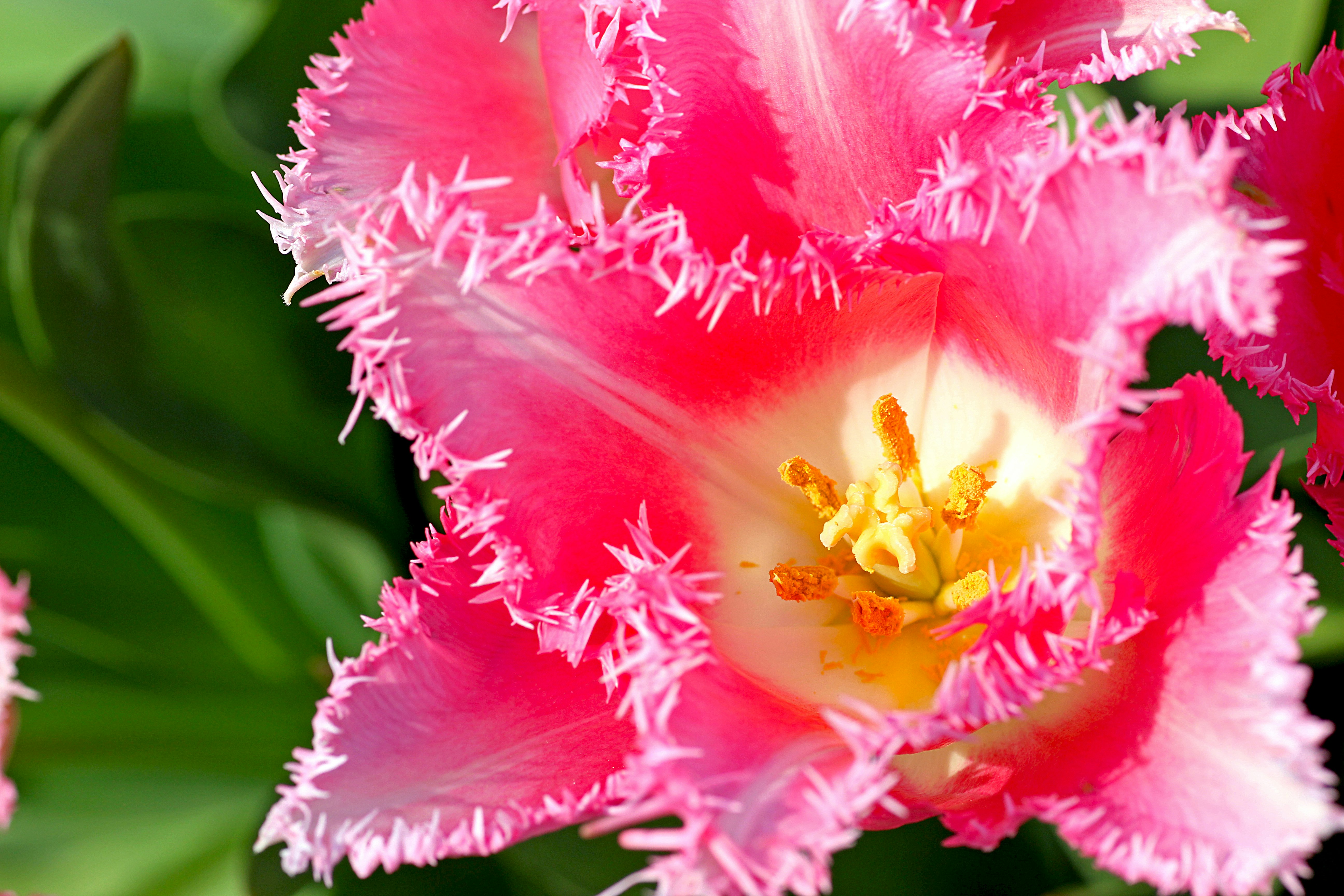 鮮やかなピンクの花のクローズアップ