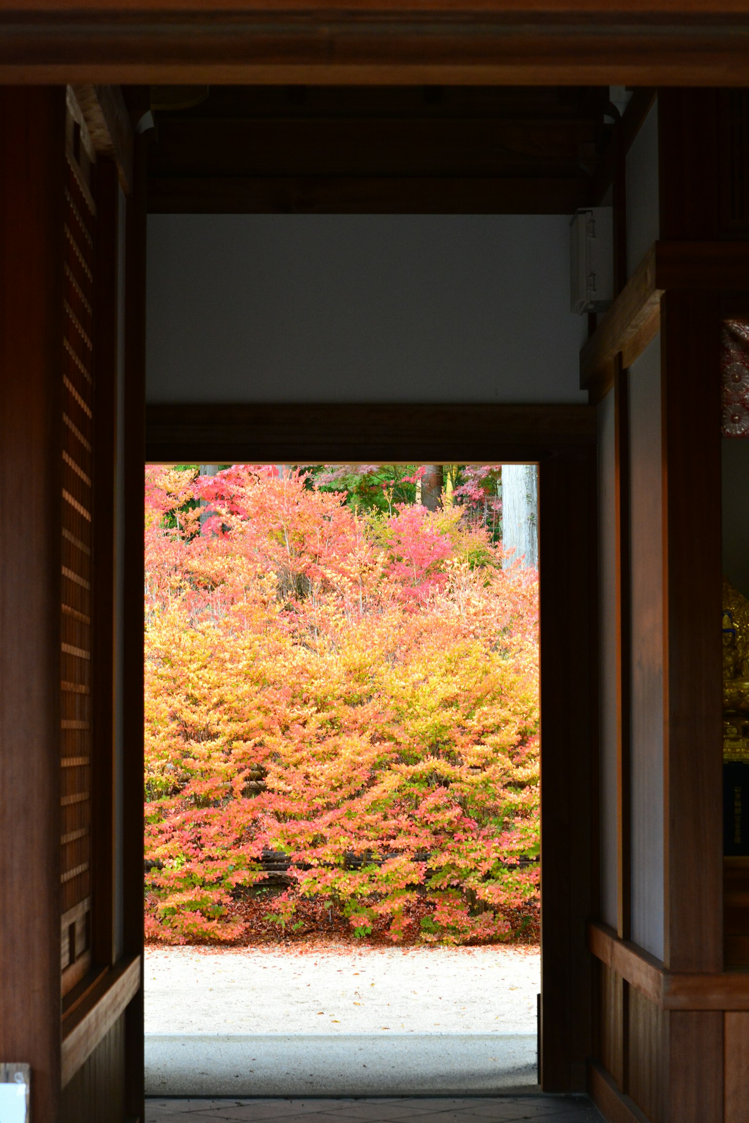 透過木門看到的生機勃勃的秋季花園
