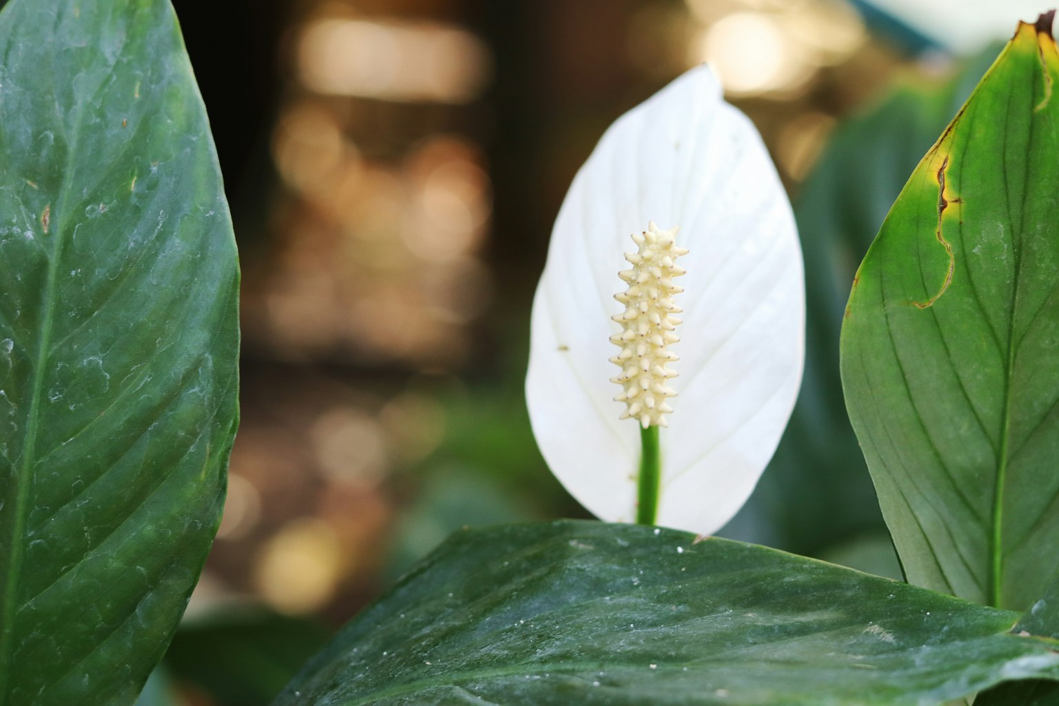 Primer plano de una flor de lirio de paz blanca con hojas verdes