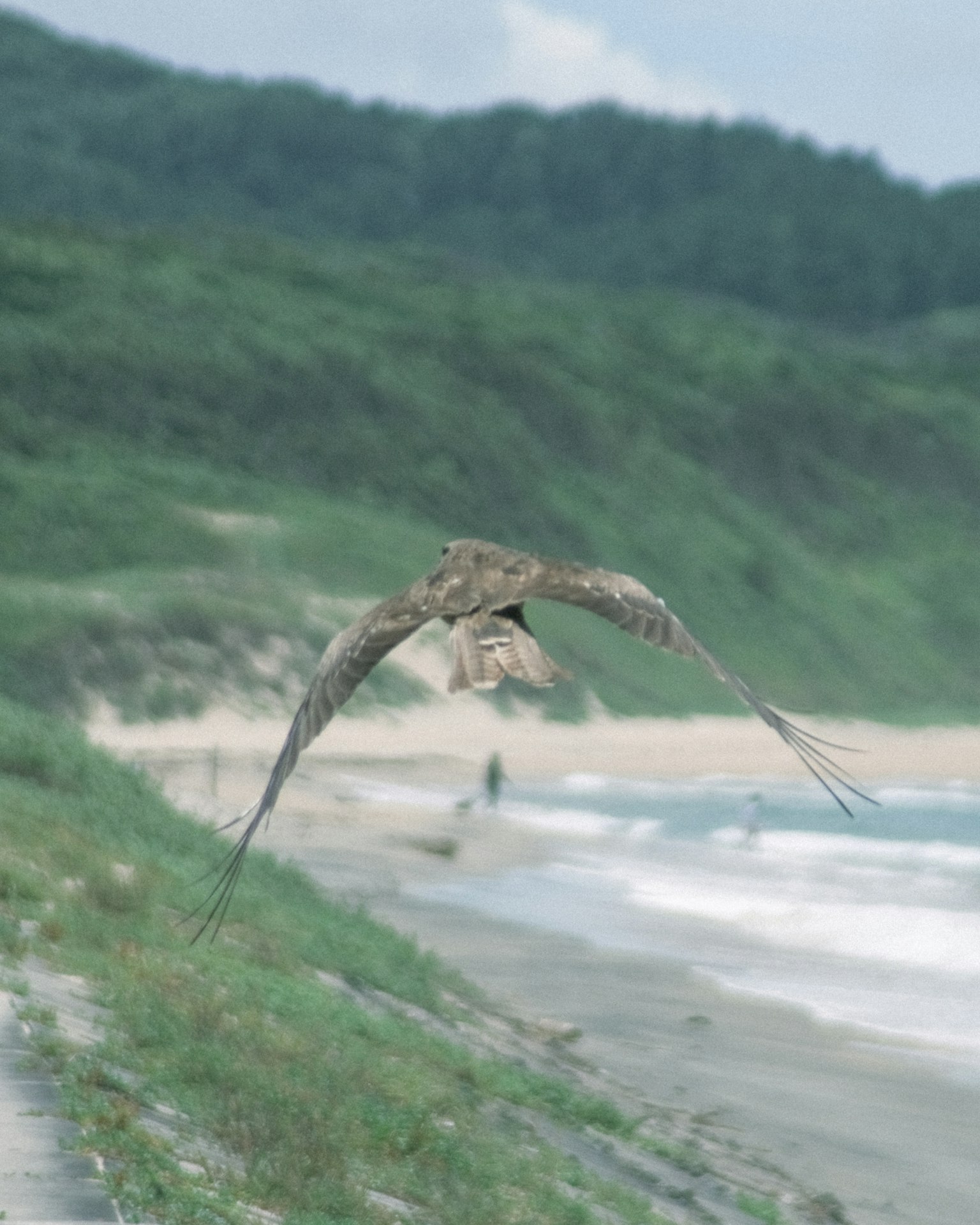 Seekor burung terbang di sepanjang garis pantai dengan bukit hijau di latar belakang