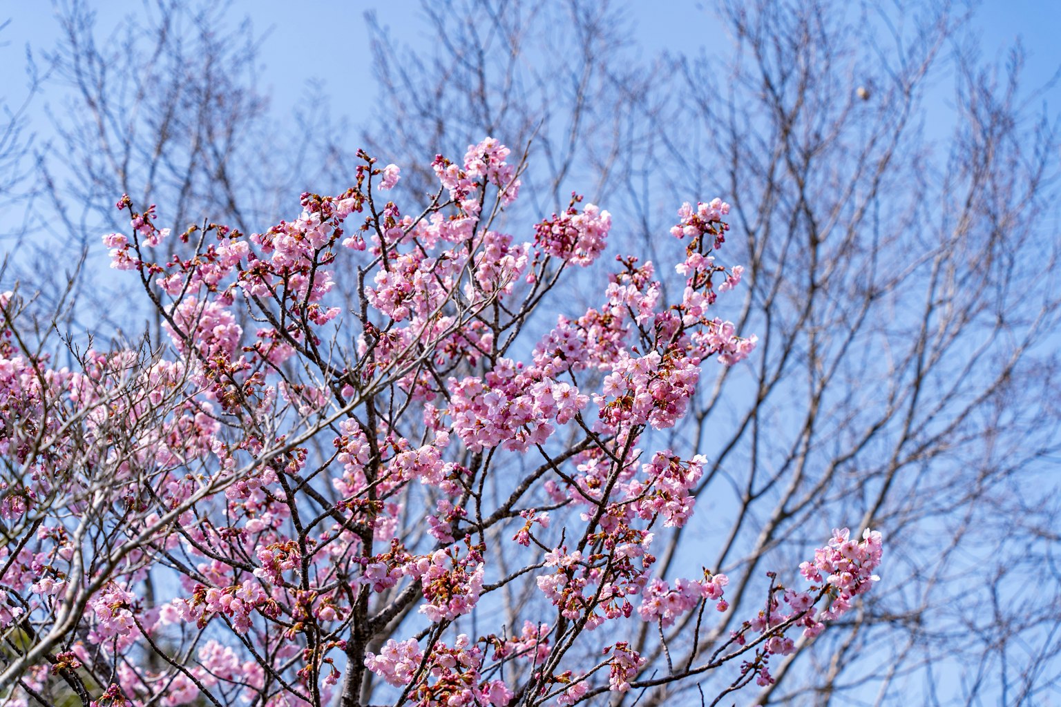 Fleurs de cerisier en fleurs sous un ciel bleu clair avec des branches nues
