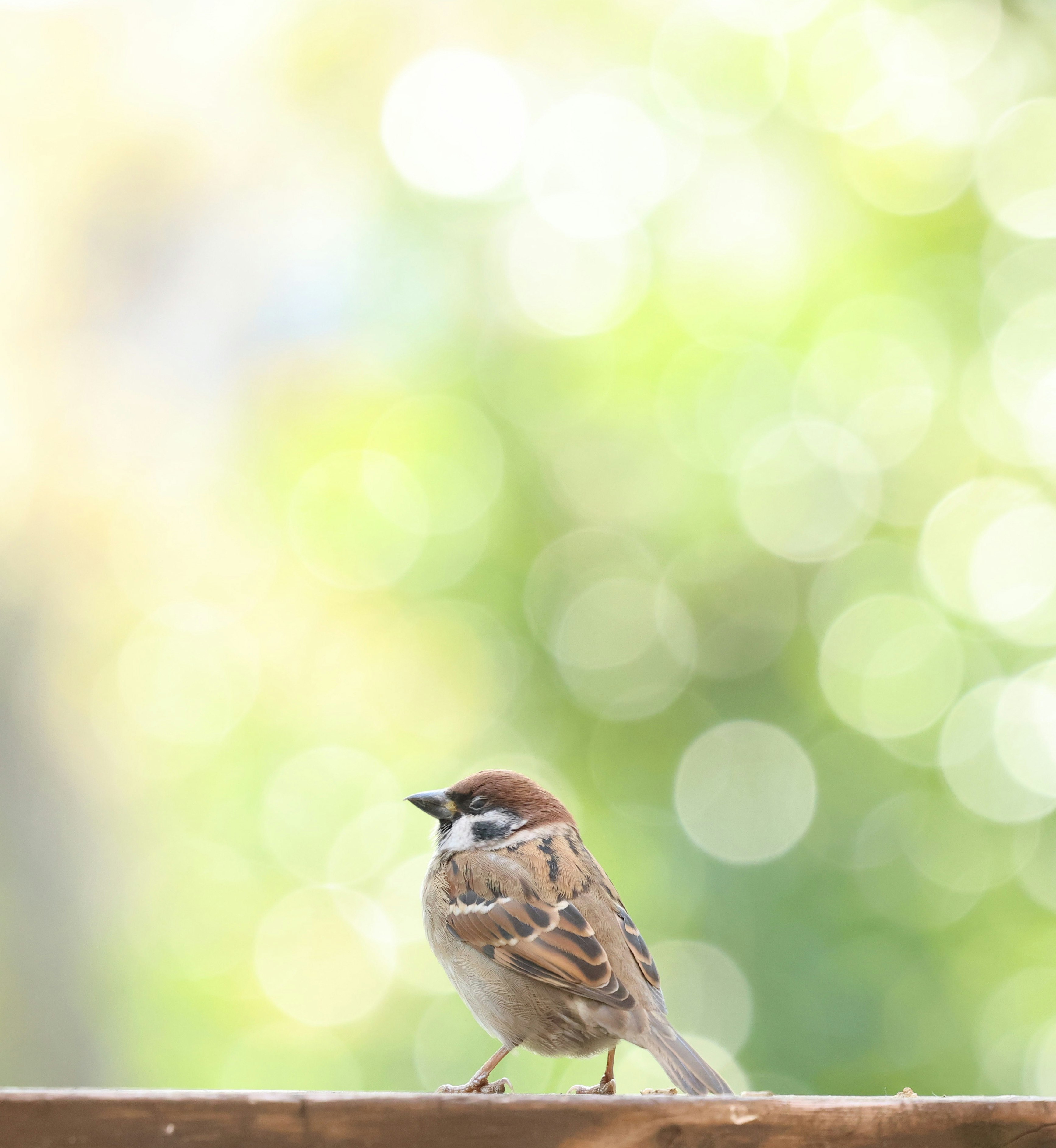 木の枝にとまるスズメのような小鳥