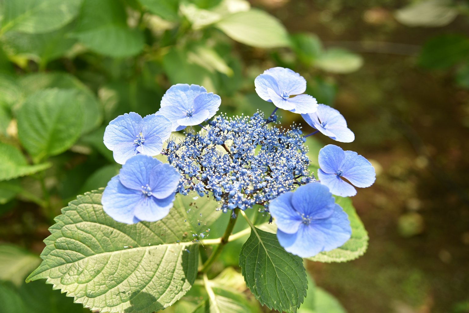 青い花と緑の葉が特徴のハイドランジアの花