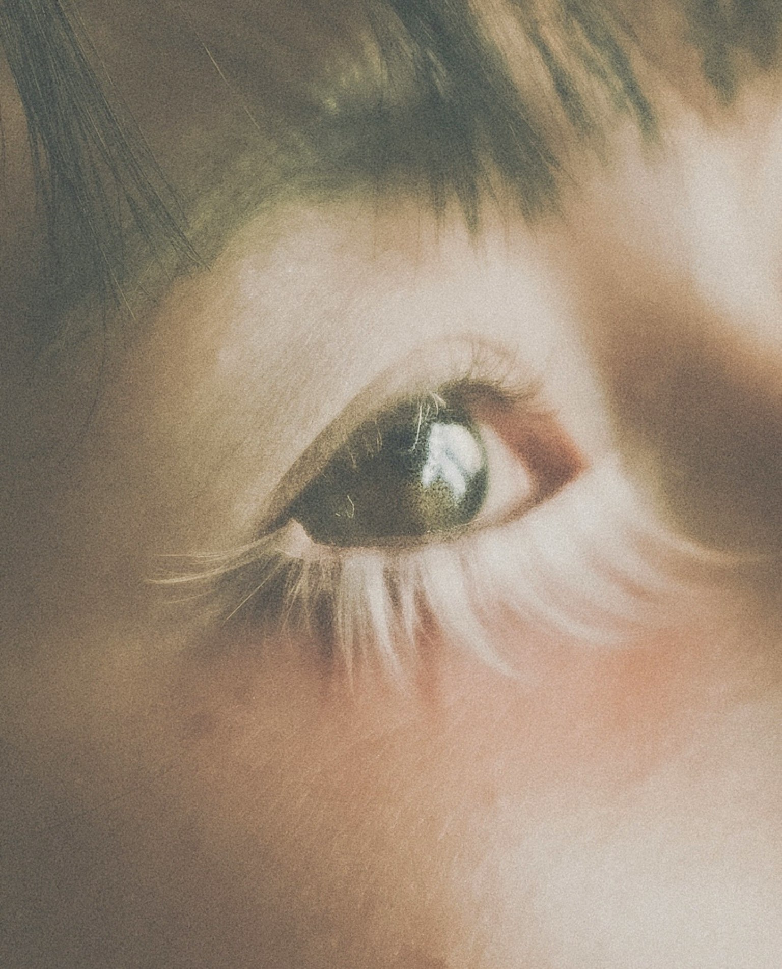 Acercamiento de un ojo con largas pestañas y un iris reflectante perteneciente a una mujer