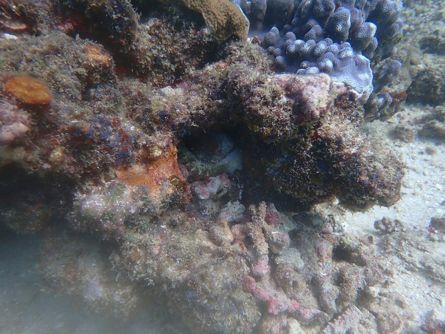 Image de la vie marine cachée entre les coraux et les rochers au fond de l'océan